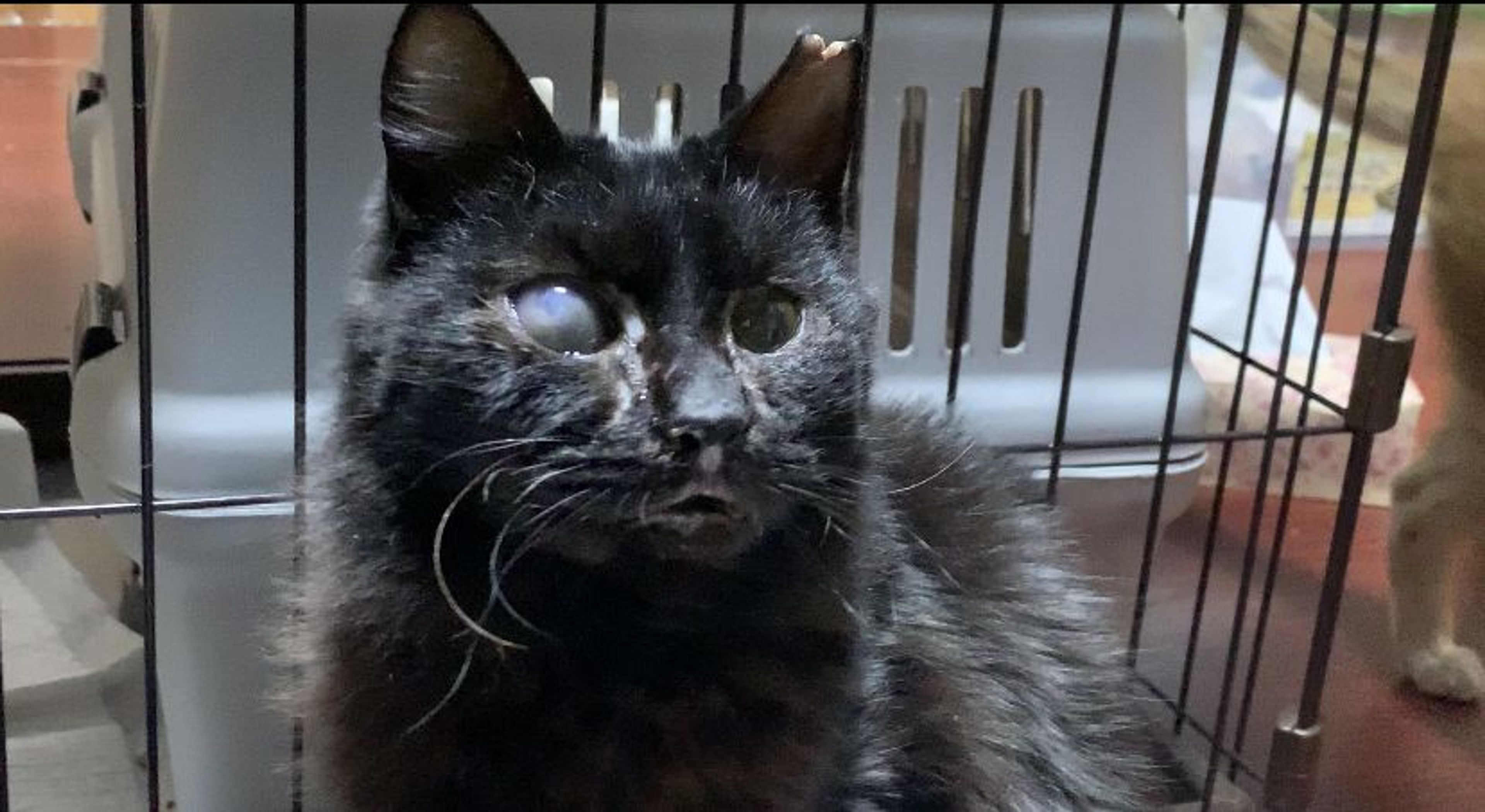 雑種（ミックス猫）・メスの里親募集の写真