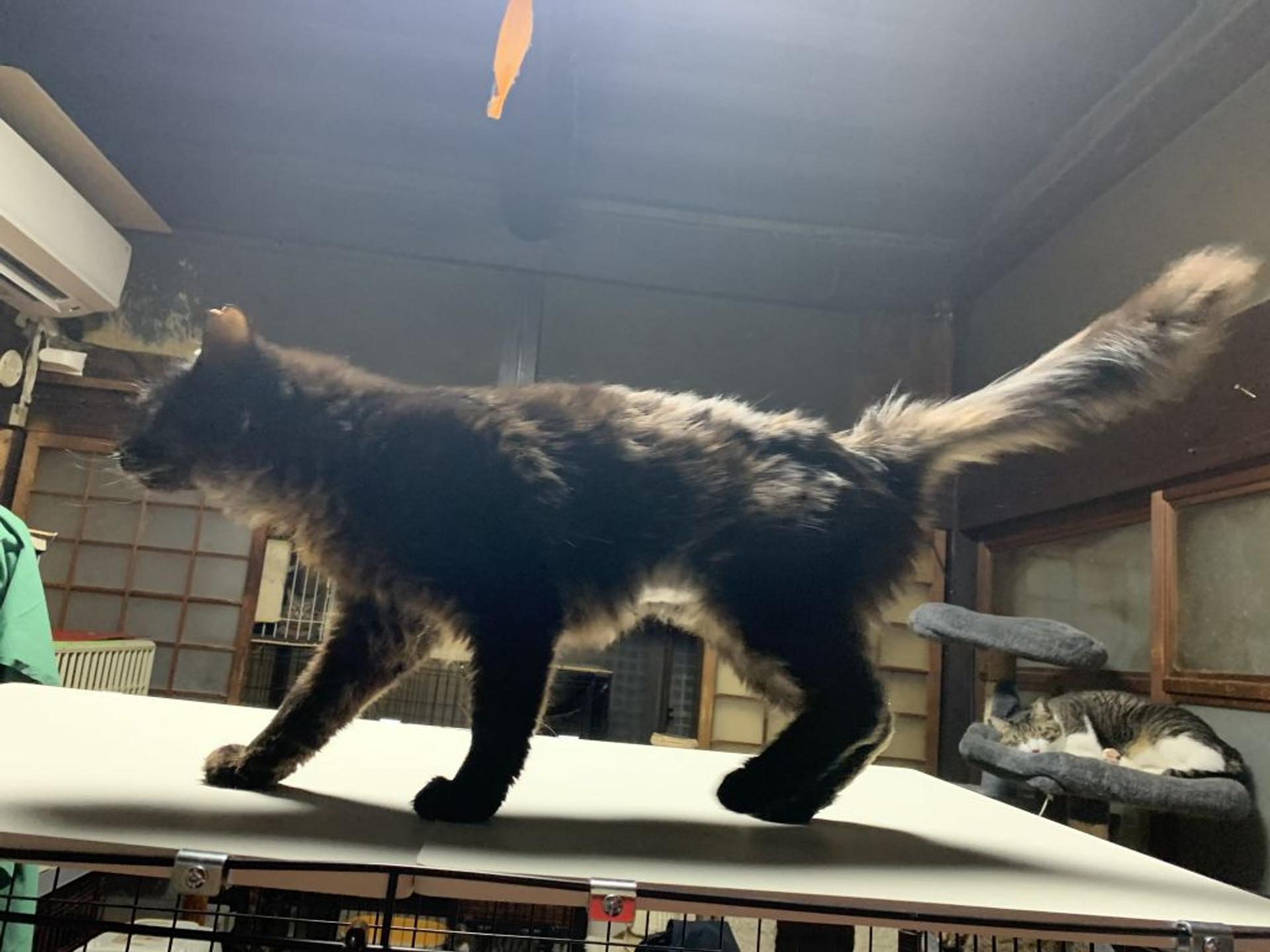 pet-image-2