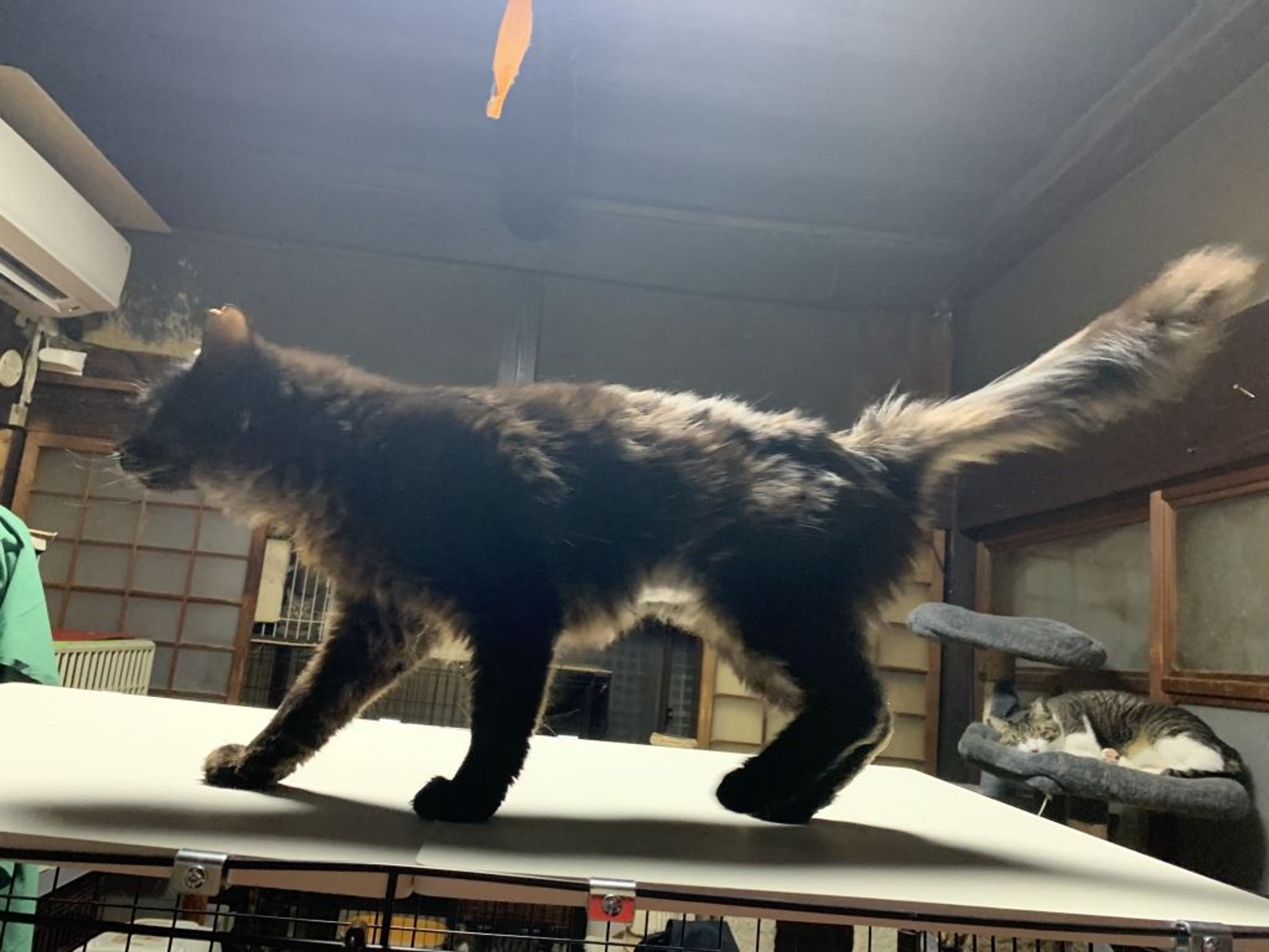 pet-image-2
