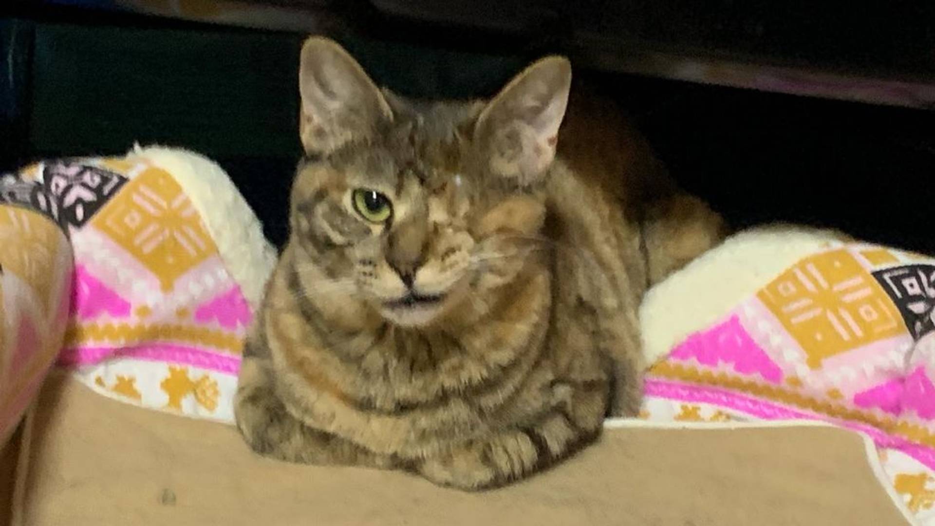 雑種（ミックス猫）・メスの里親募集の写真