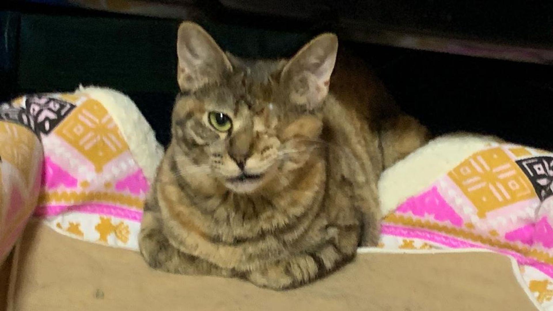 雑種（ミックス猫）・メスの里親募集の写真