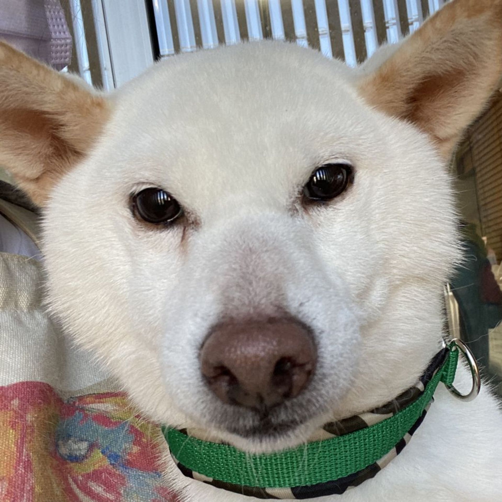 柴犬・メスの里親募集の写真
