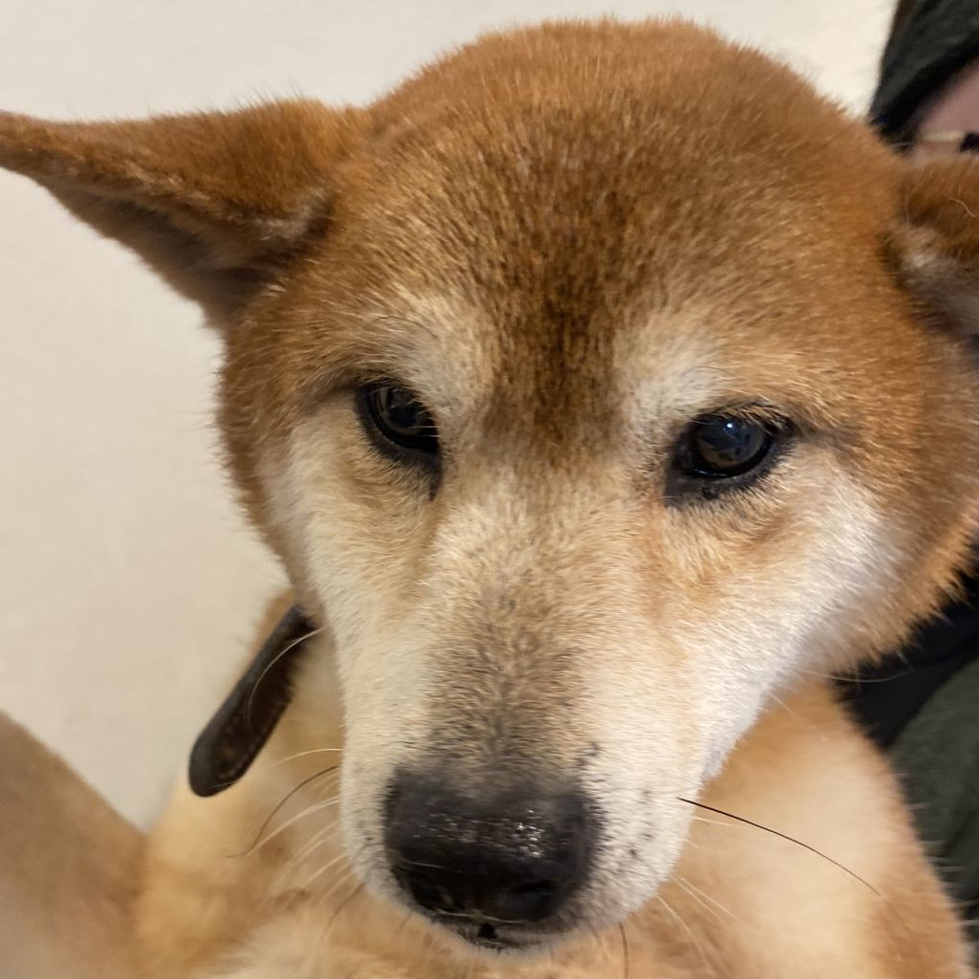 柴犬・オスの里親募集の写真