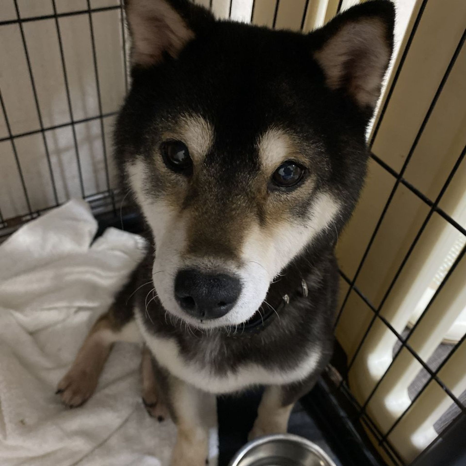 柴犬・メスの里親募集の写真
