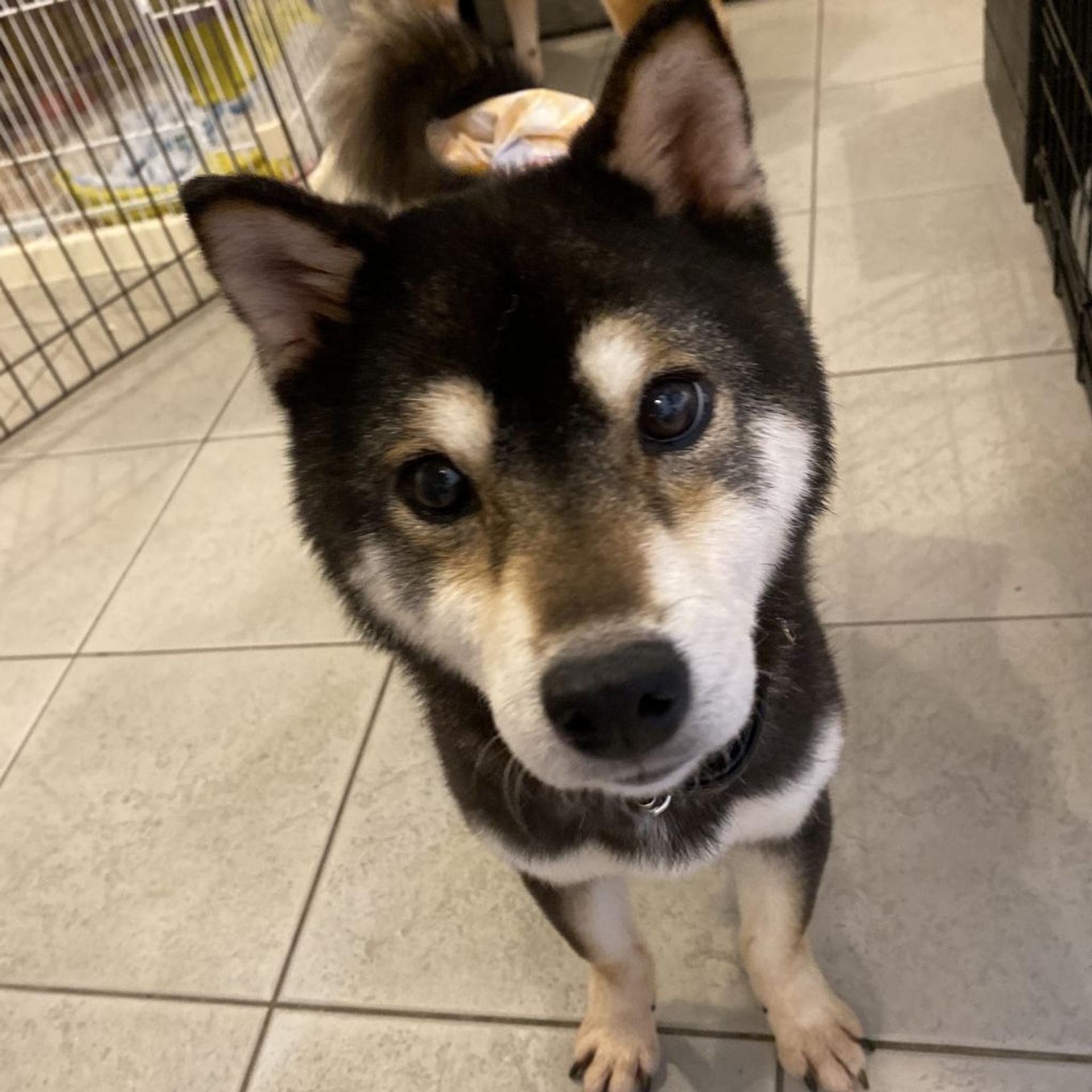 pet-image-2