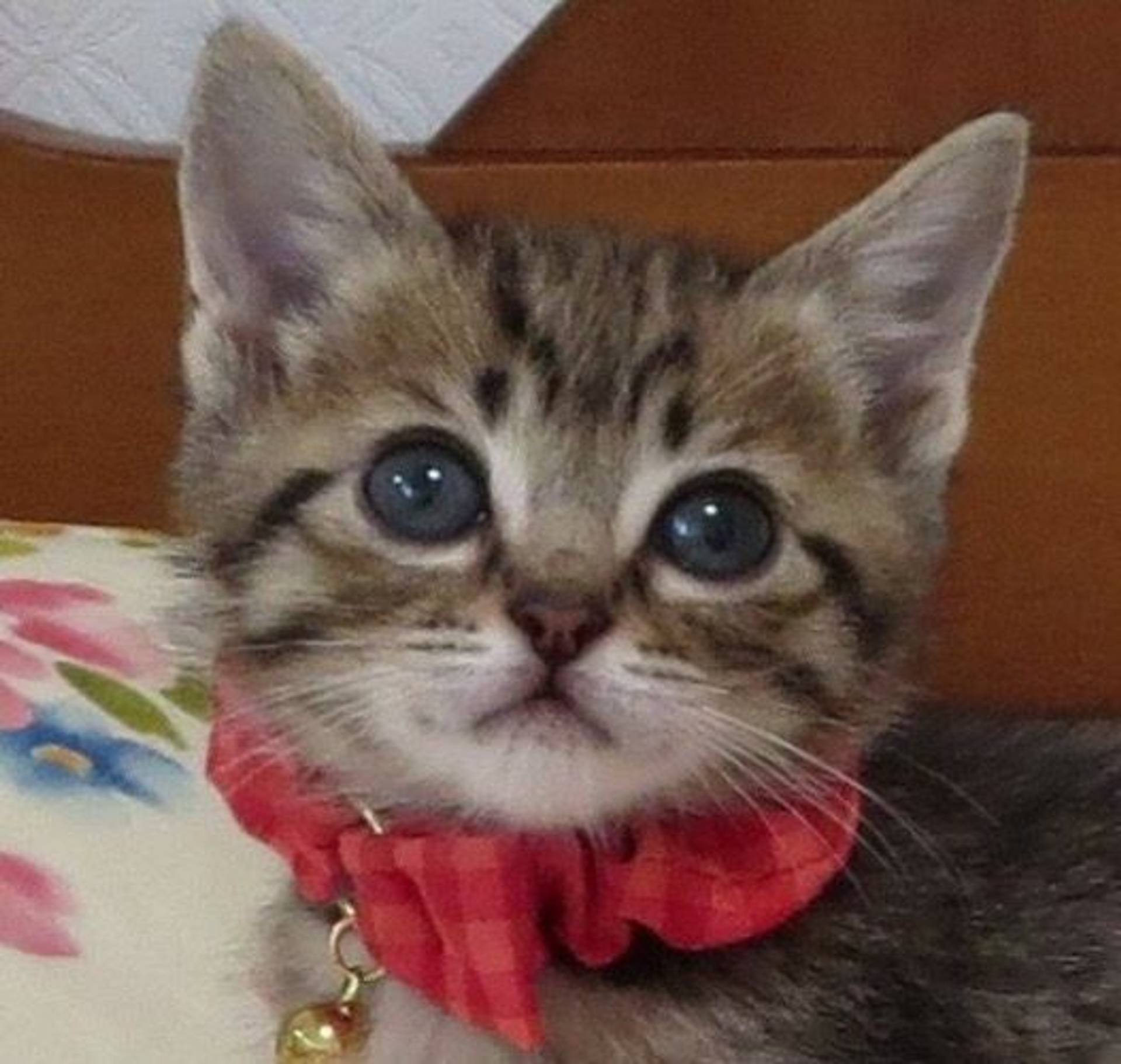 雑種（ミックス猫）・オスの里親募集の写真