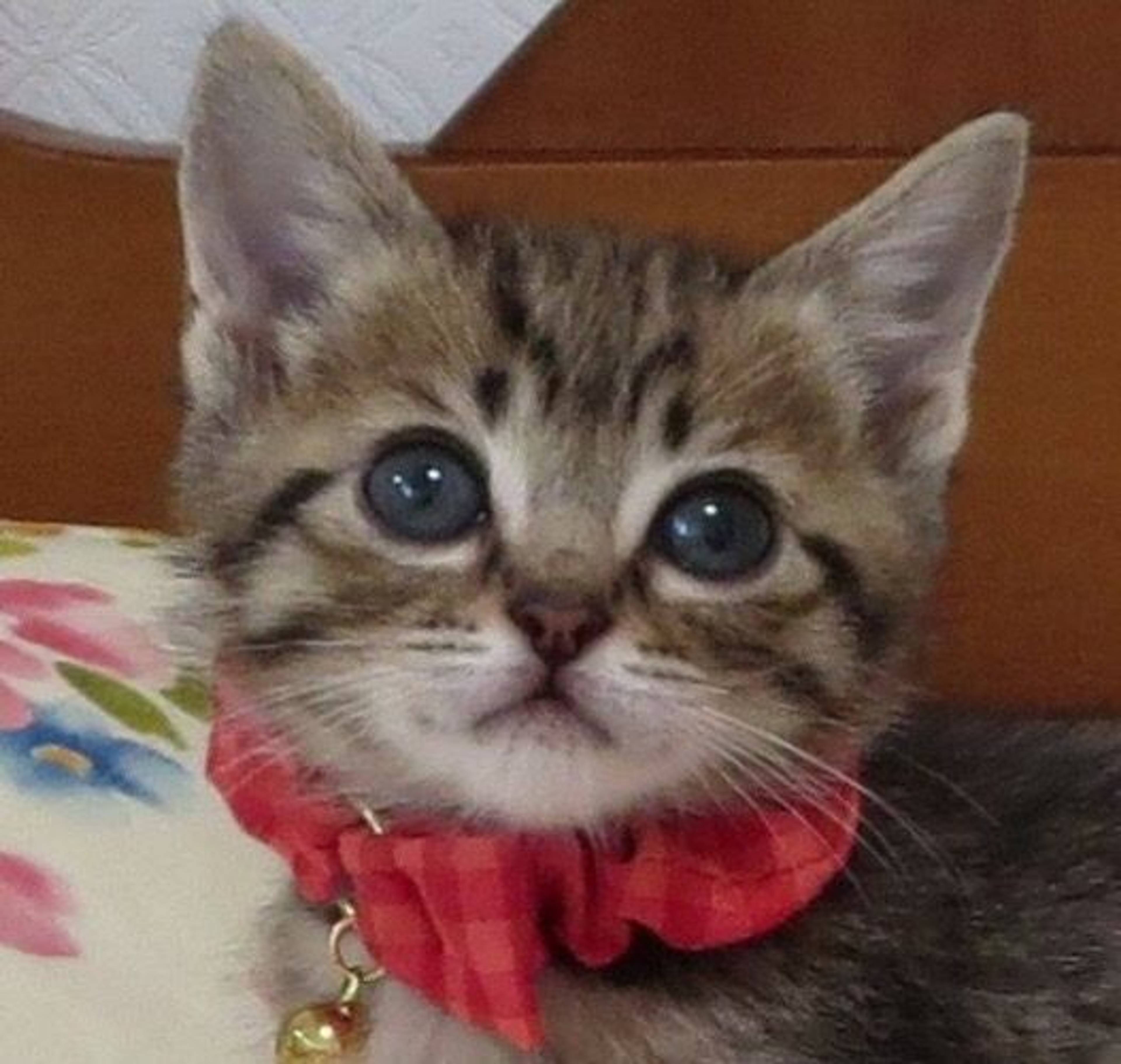 雑種（ミックス猫）・オスの里親募集の写真