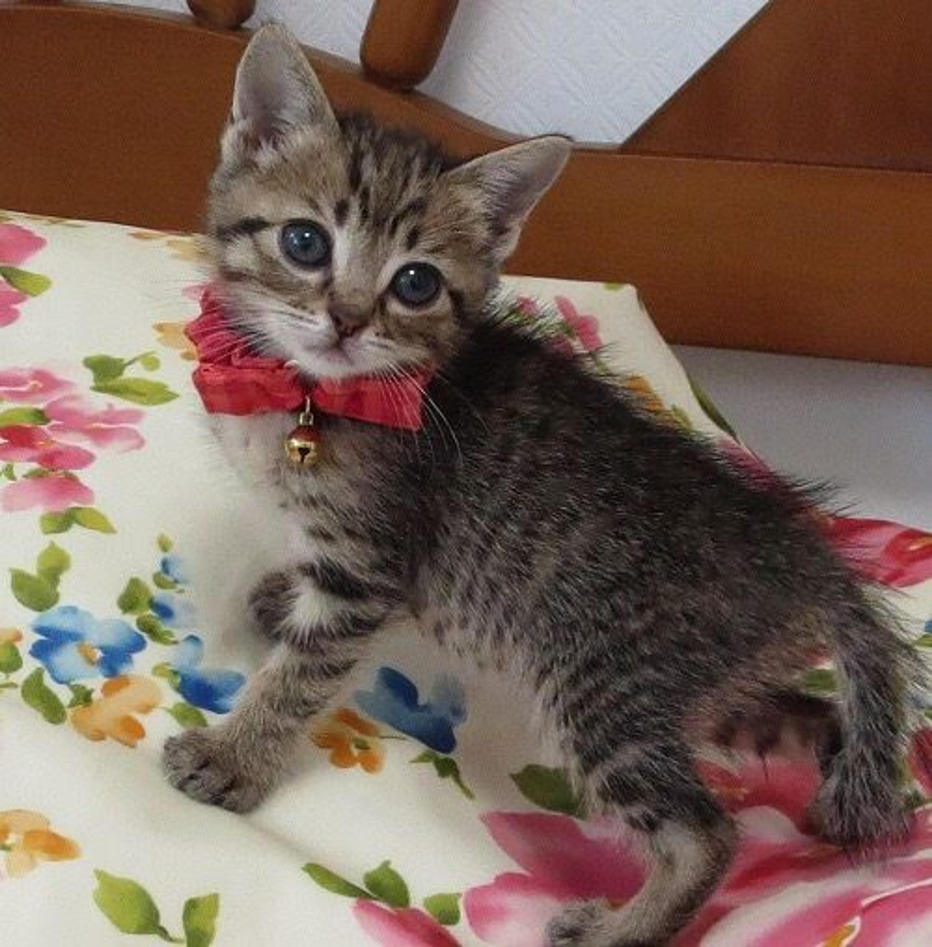 pet-image-3