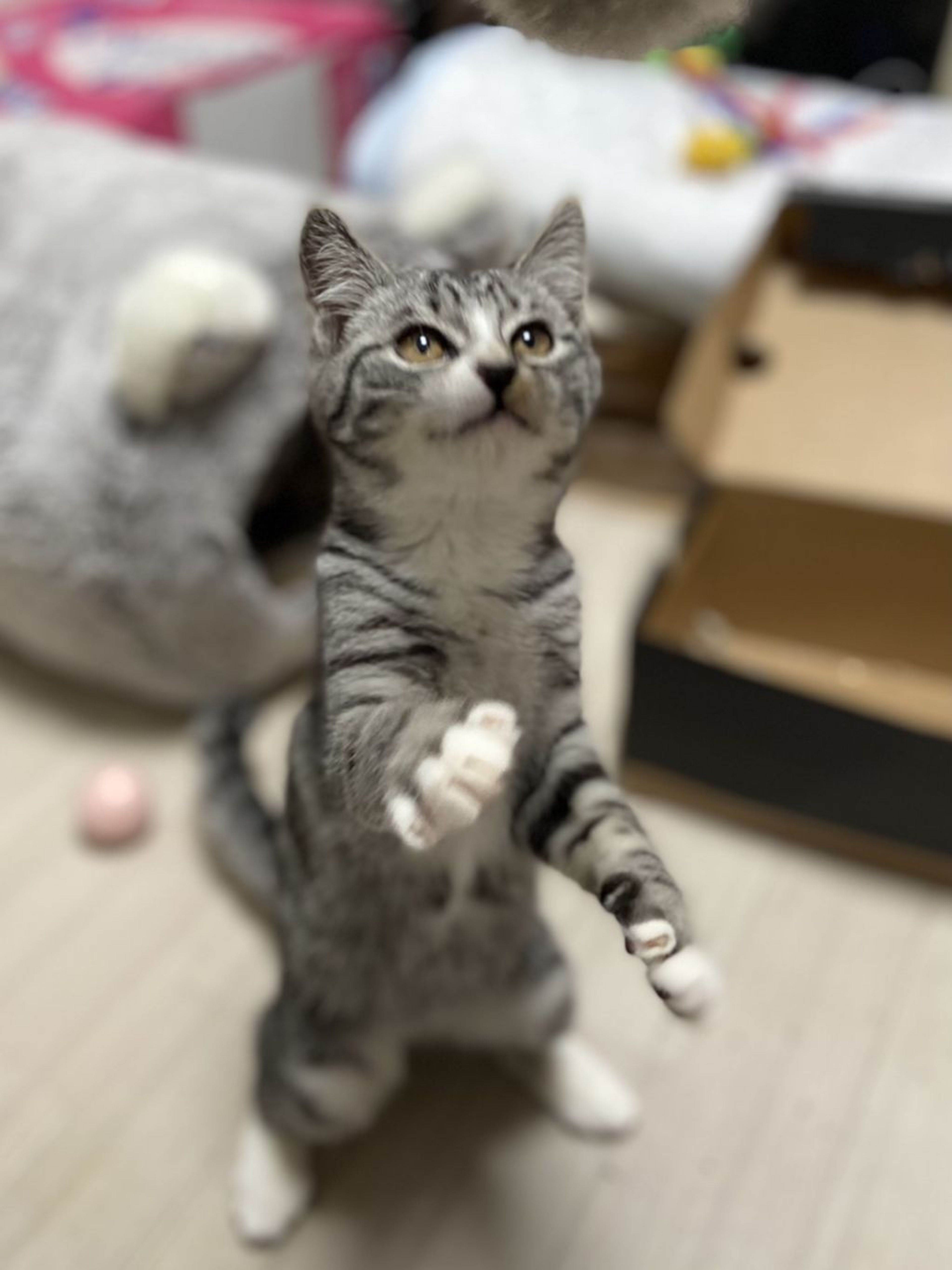 雑種（ミックス猫）・オスの里親募集の写真