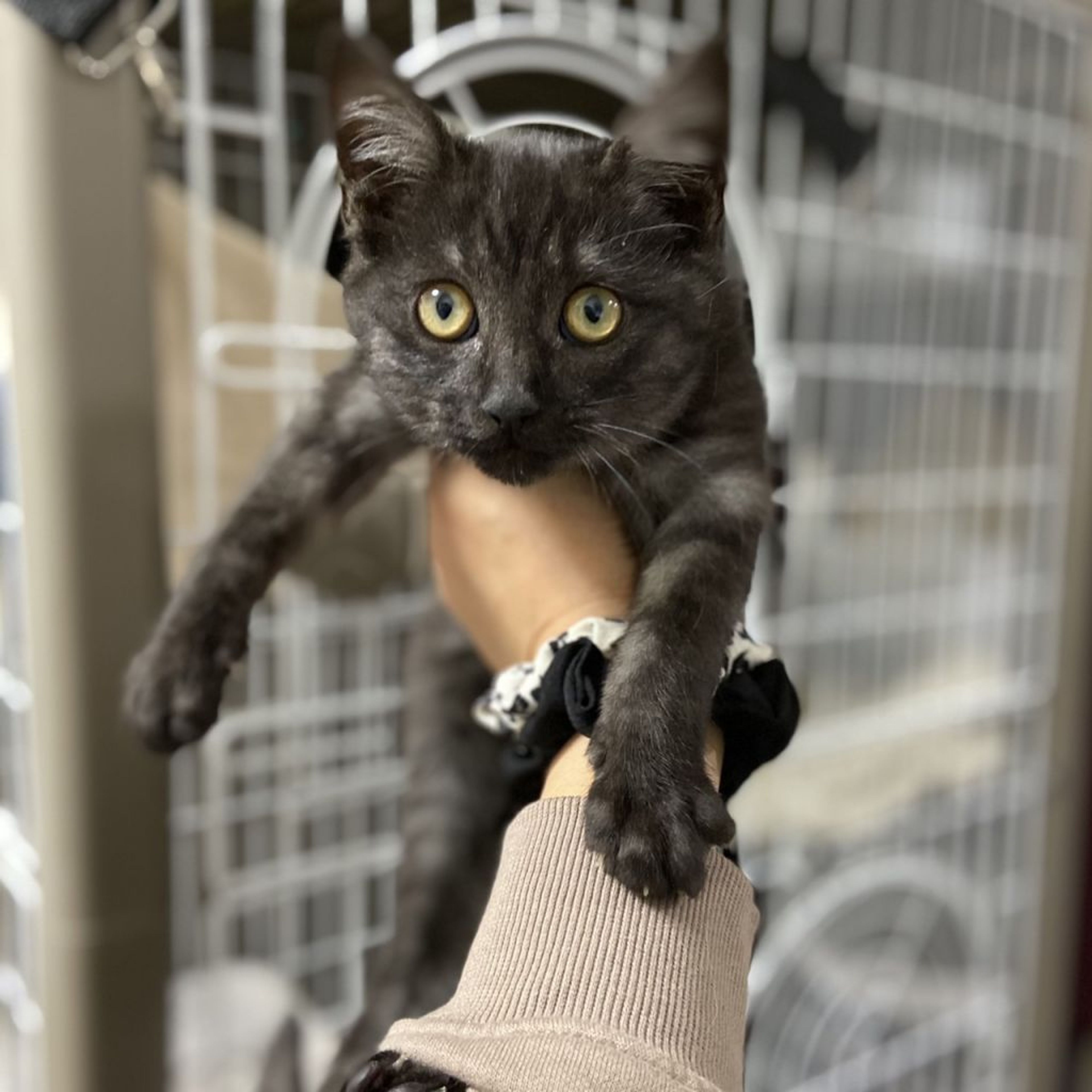 雑種（ミックス猫）・メスの里親募集の写真