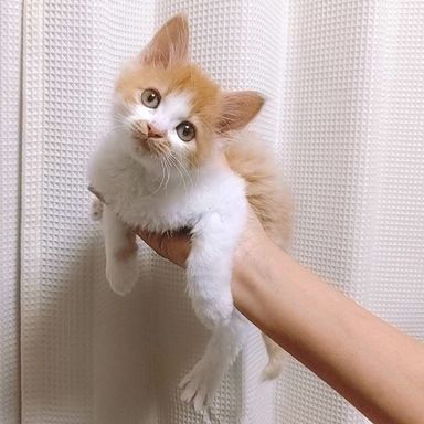 バニラの写真