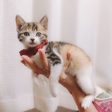 ピーナツの写真