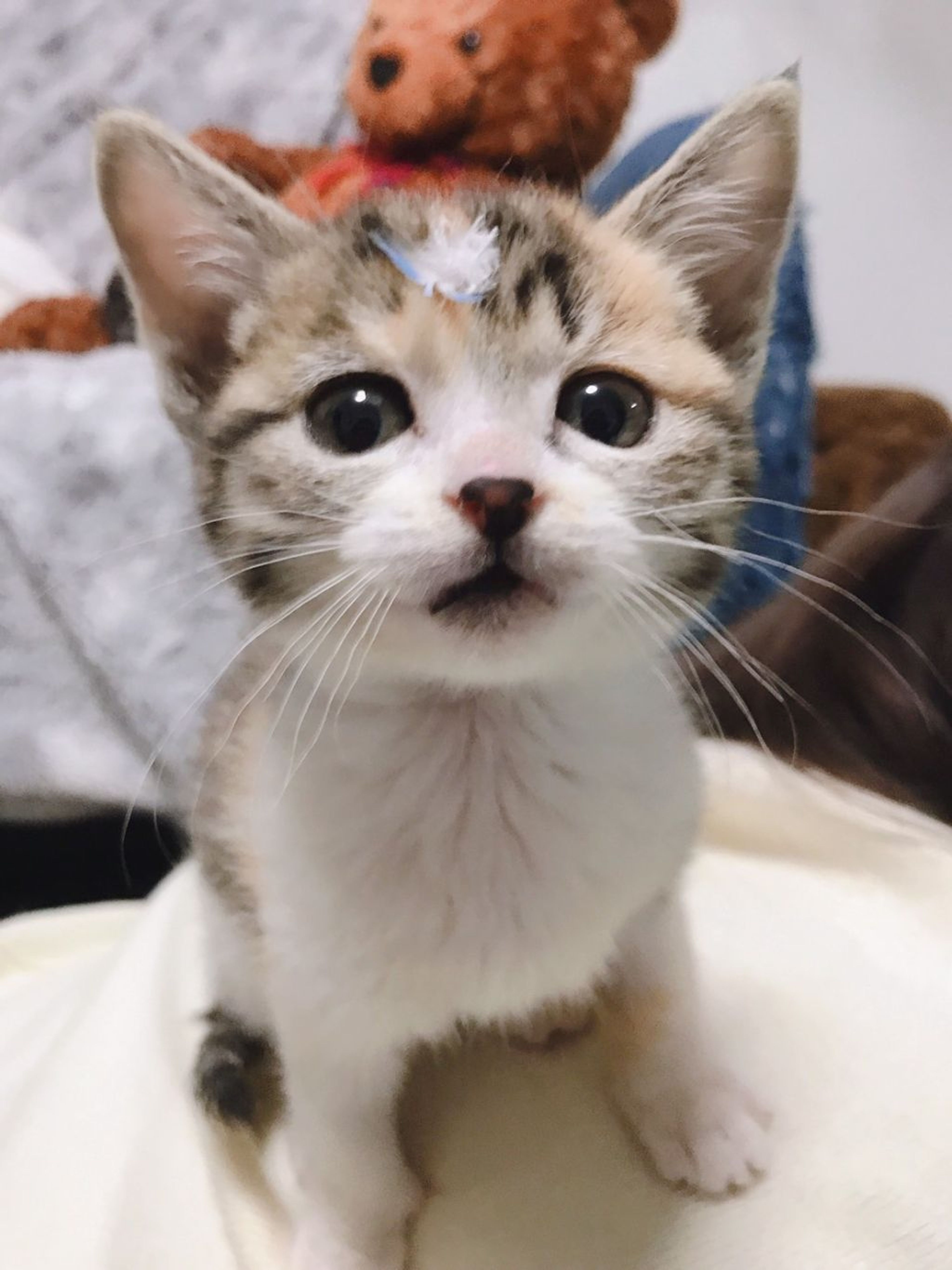 pet-image-2