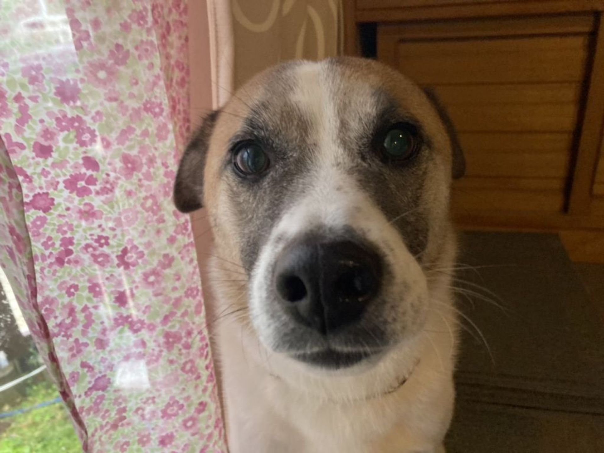 雑種（ミックス犬）・オスの里親募集の写真