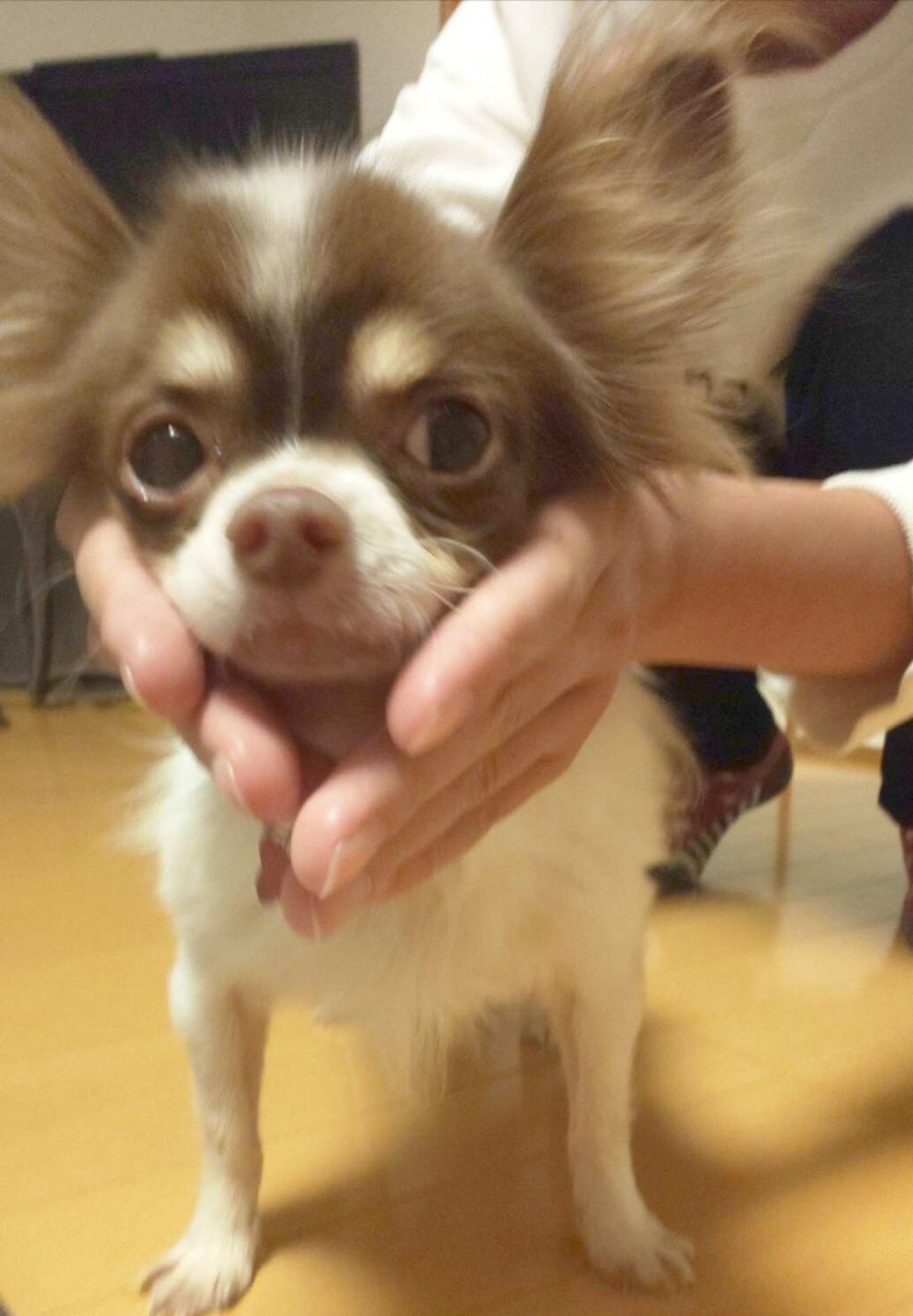 pet-image-2