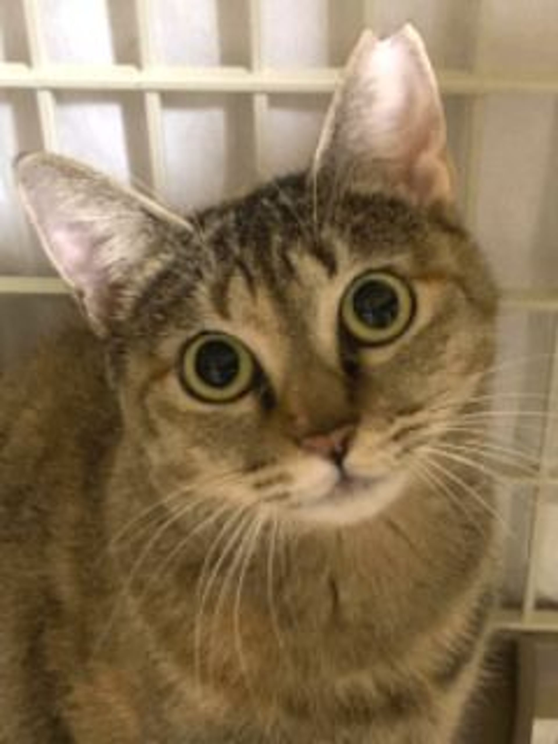 雑種（ミックス猫）・メスの里親募集の写真