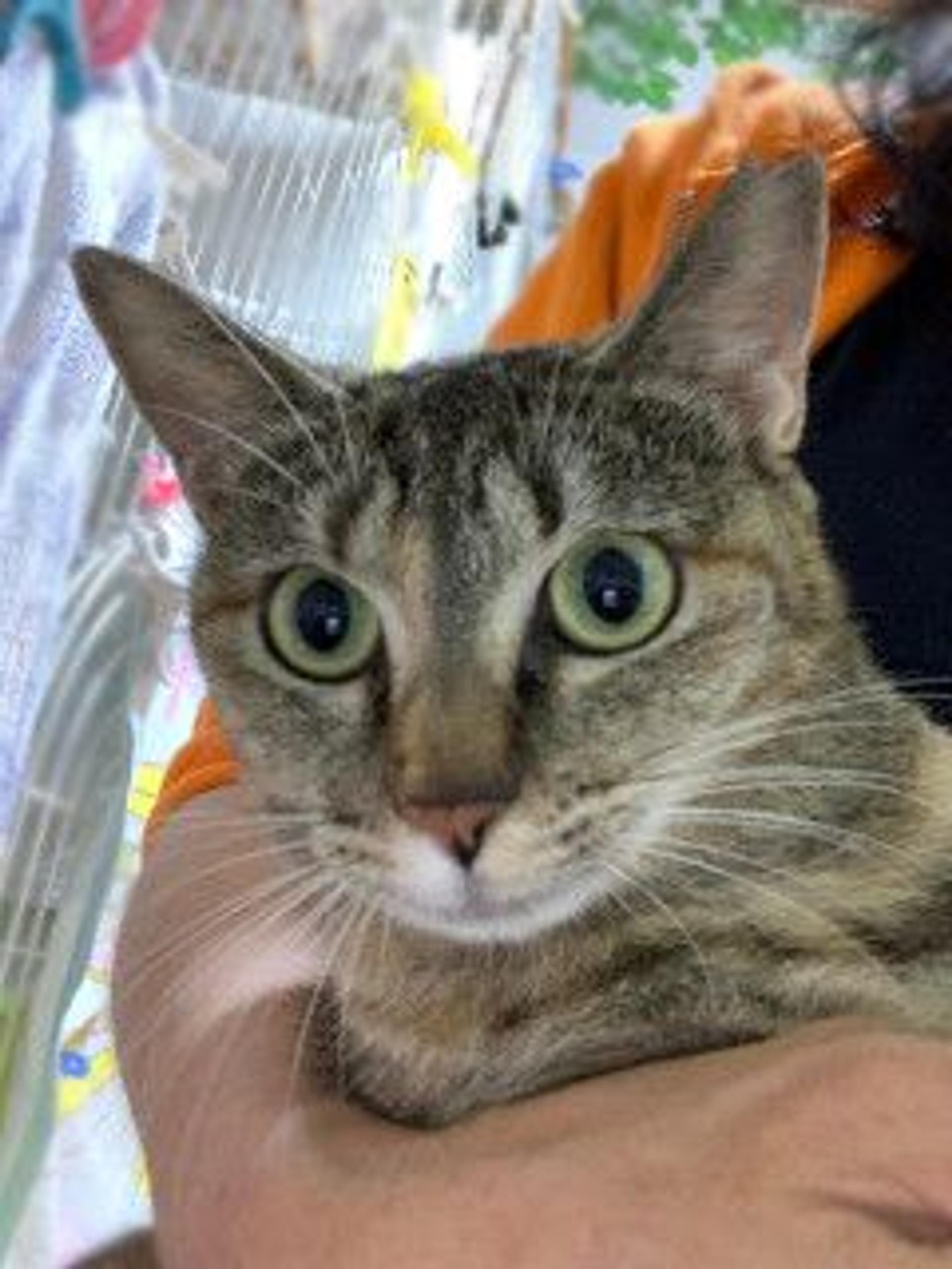 pet-image-8