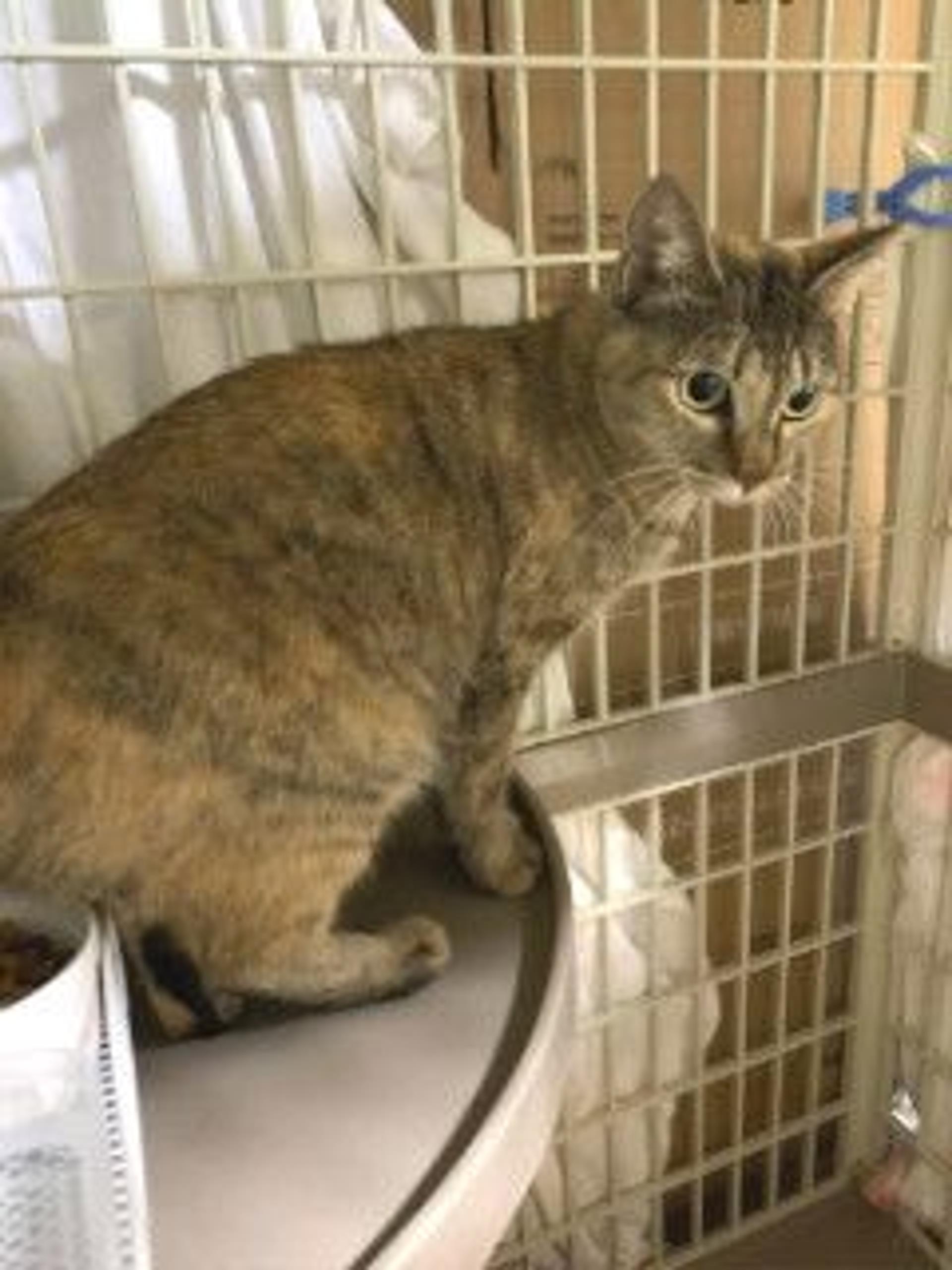 pet-image-9