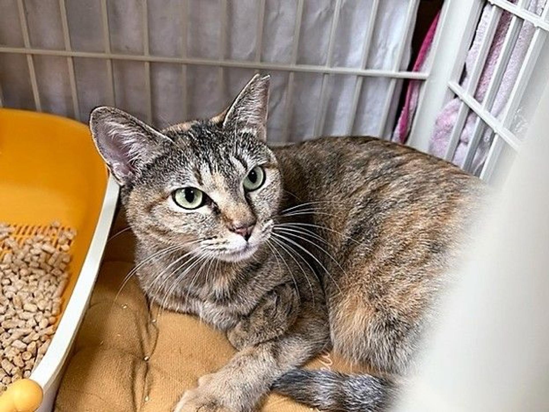 pet-image-2