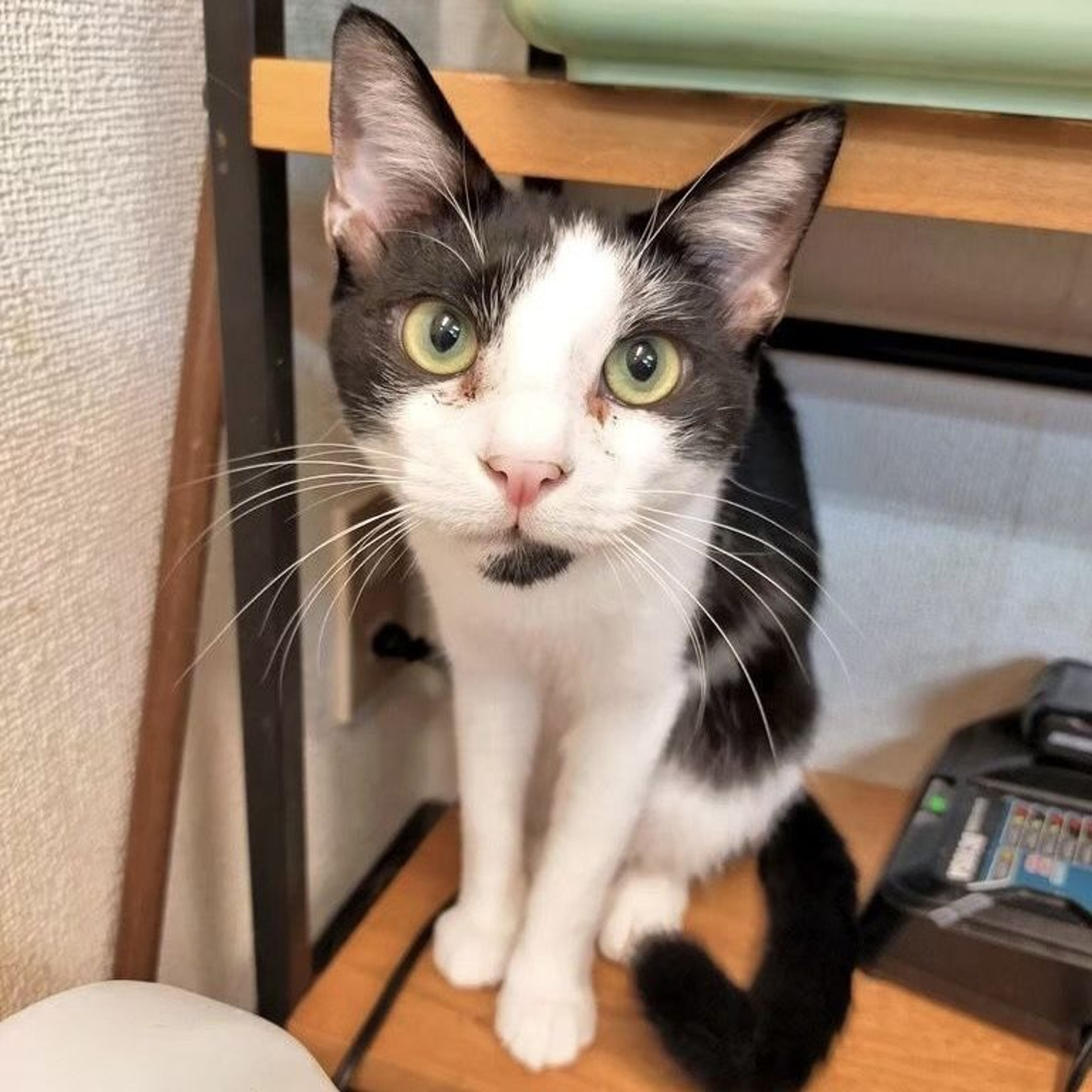 雑種（ミックス猫）・オスの里親募集の写真