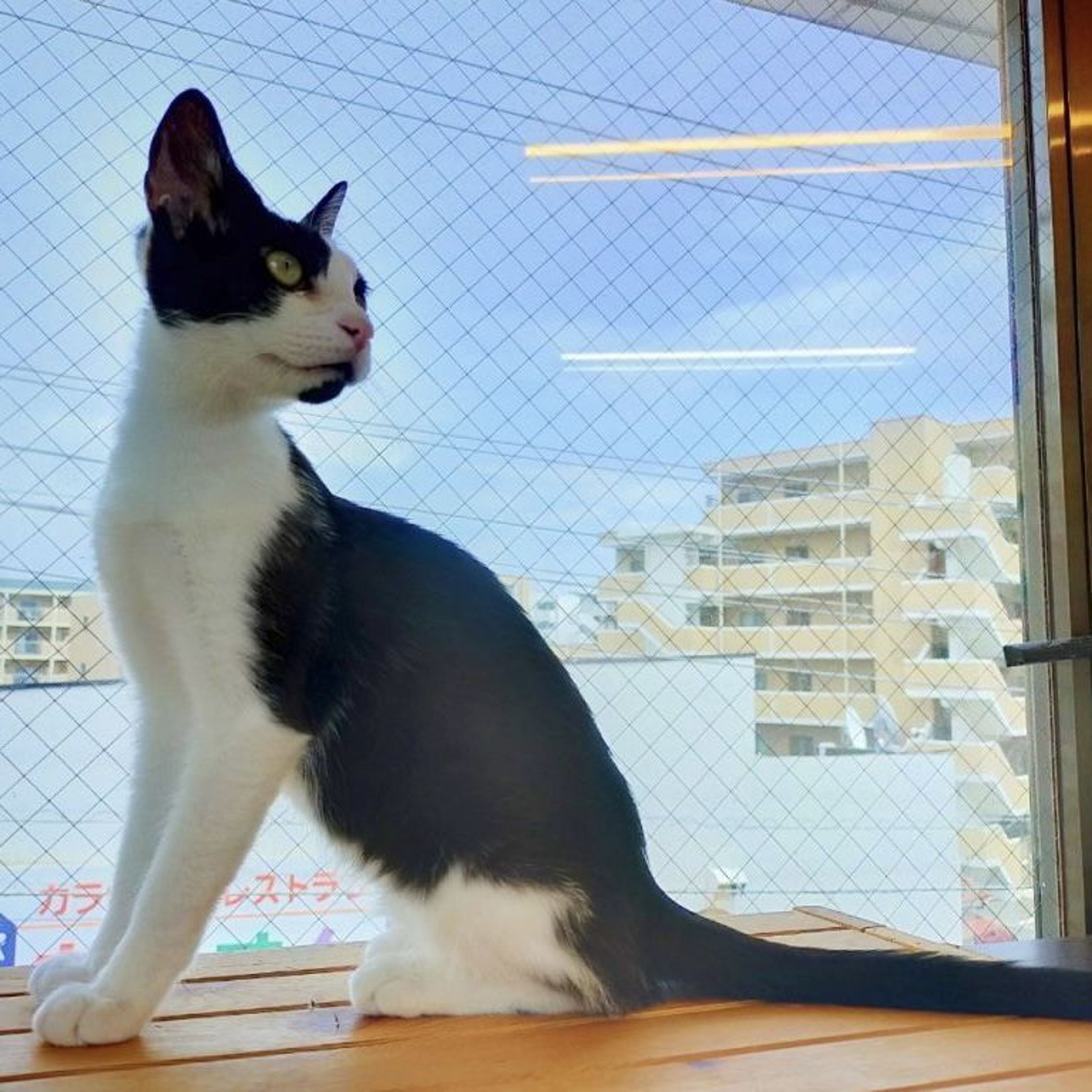 pet-image-6