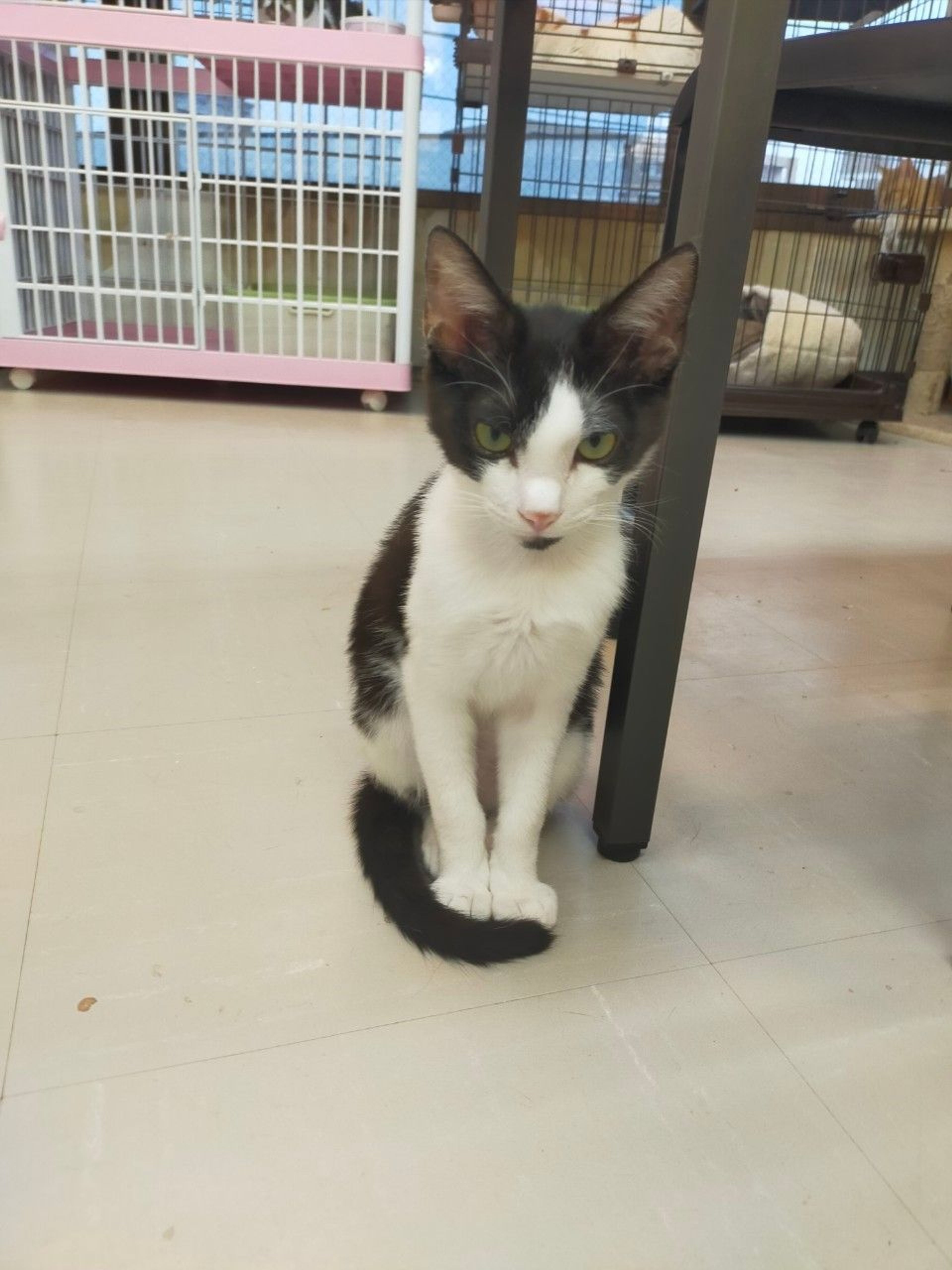 pet-image-3