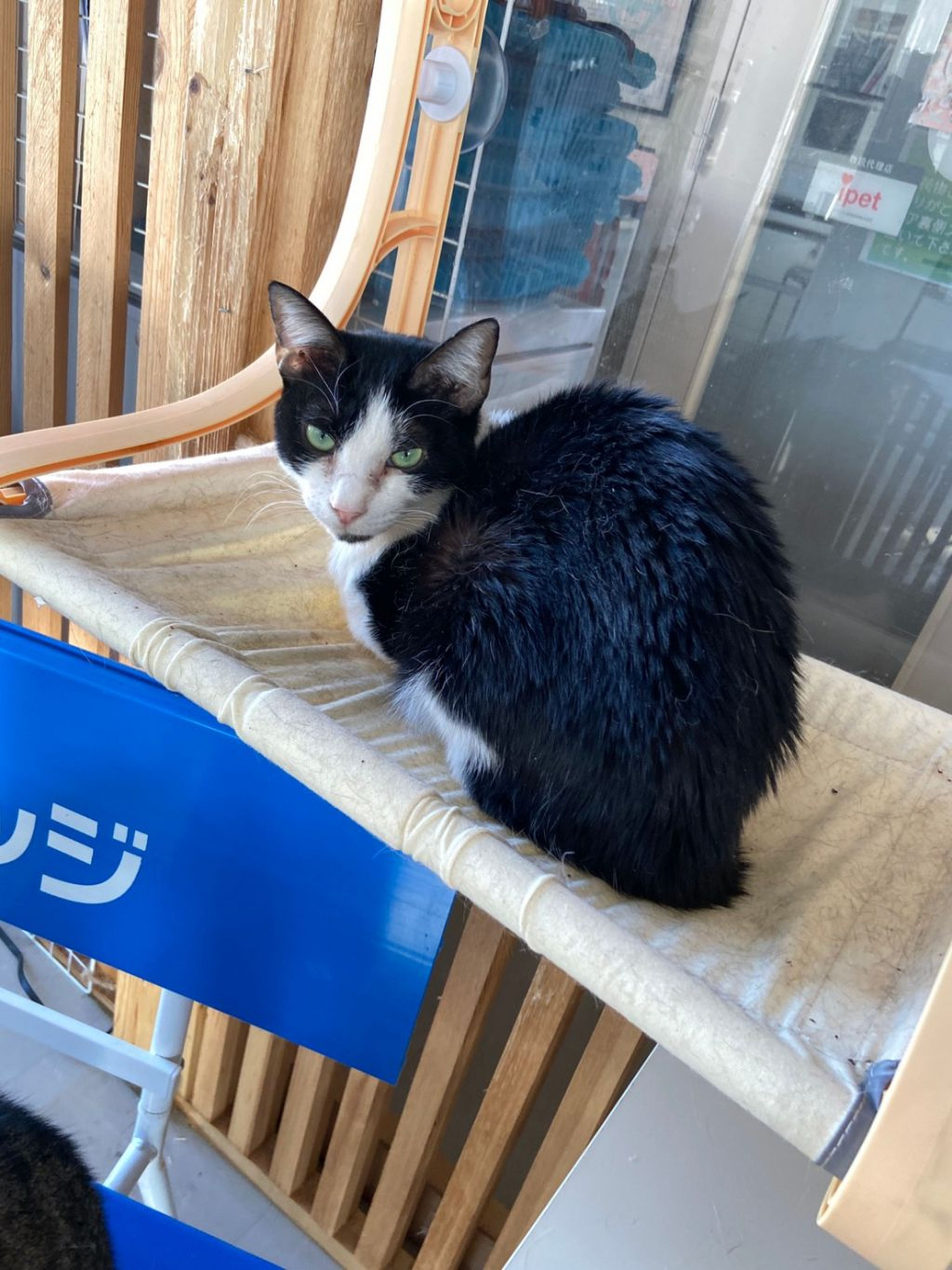 pet-image-9