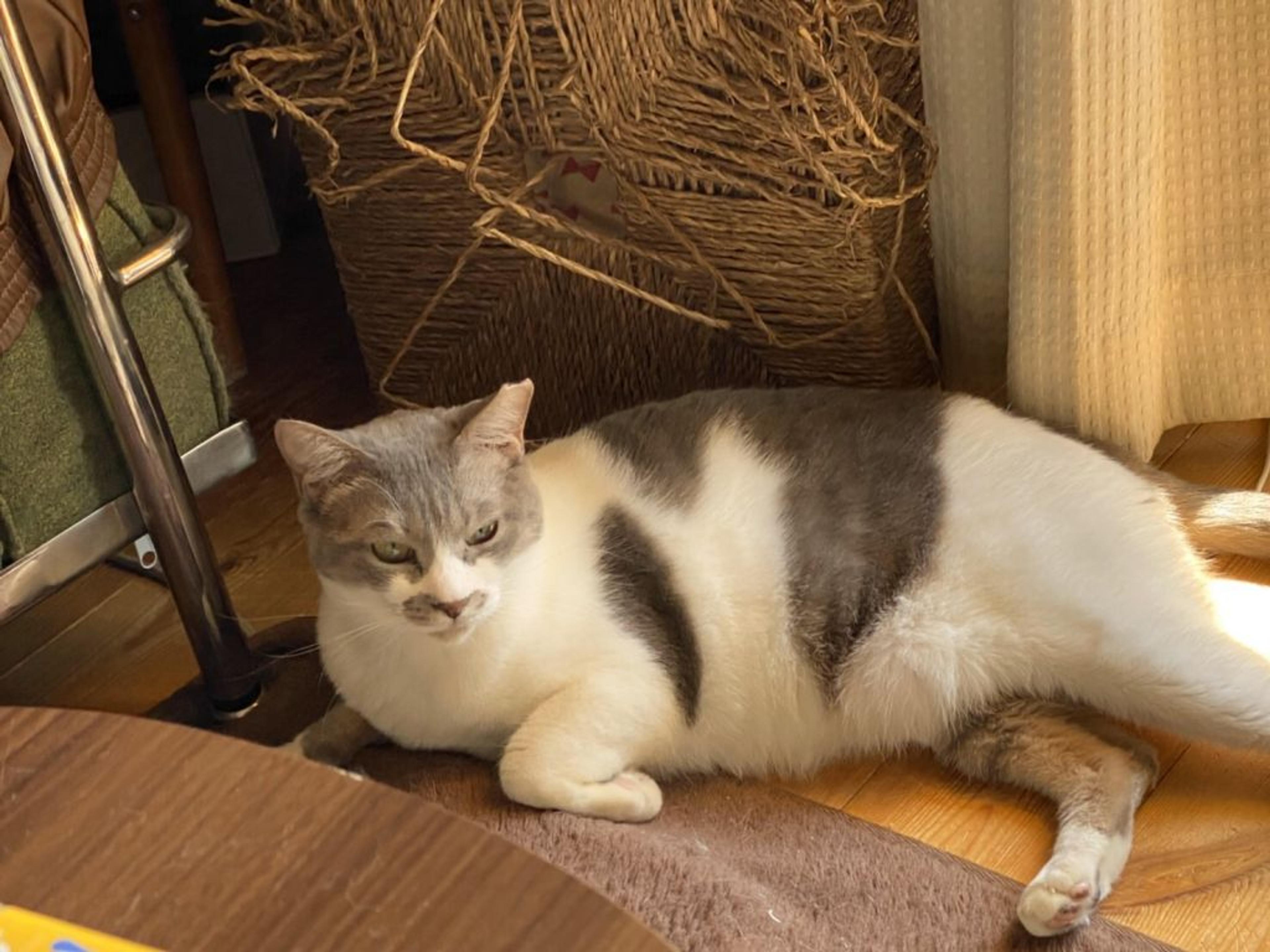 pet-image-2