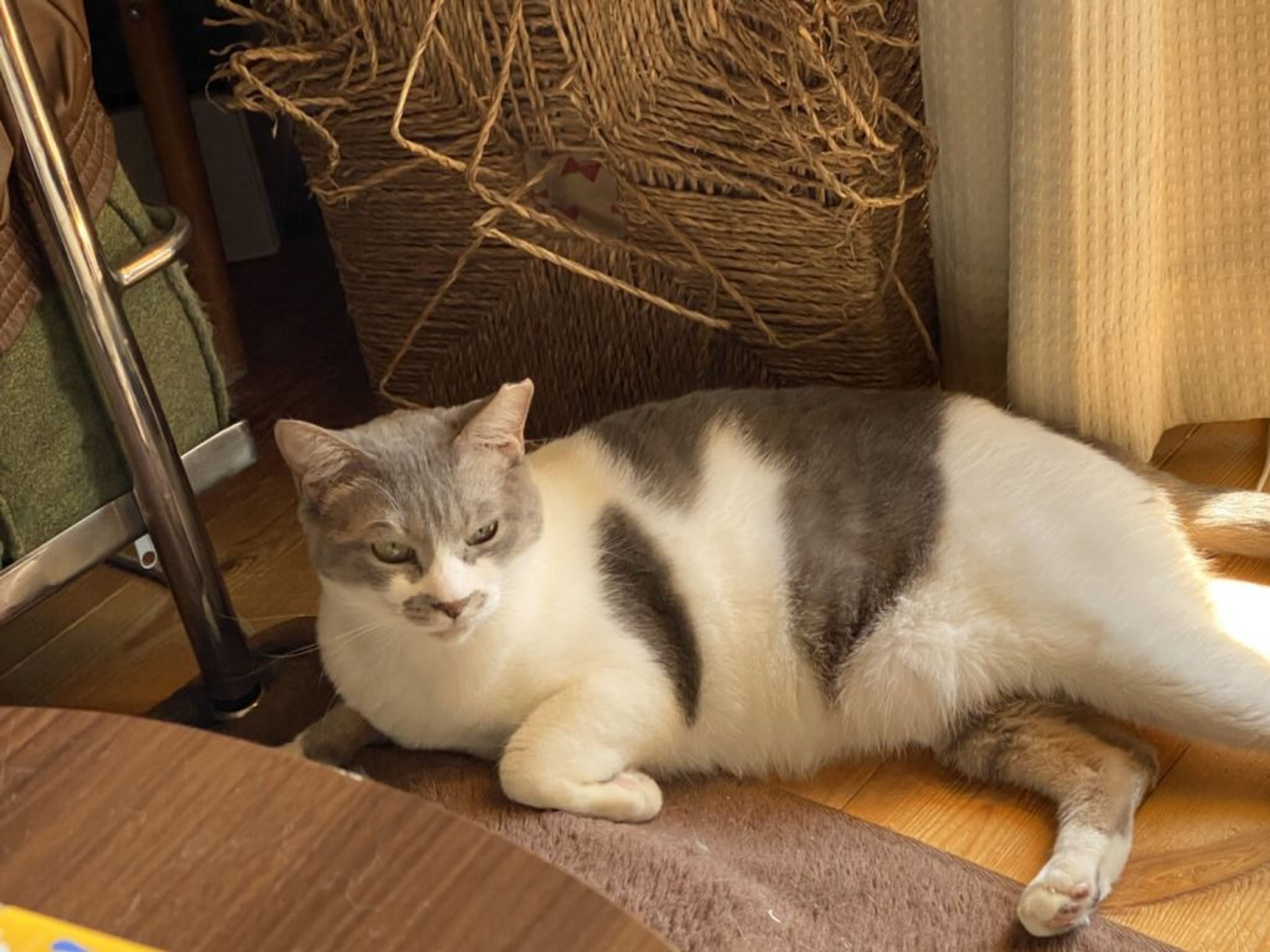 pet-image-2