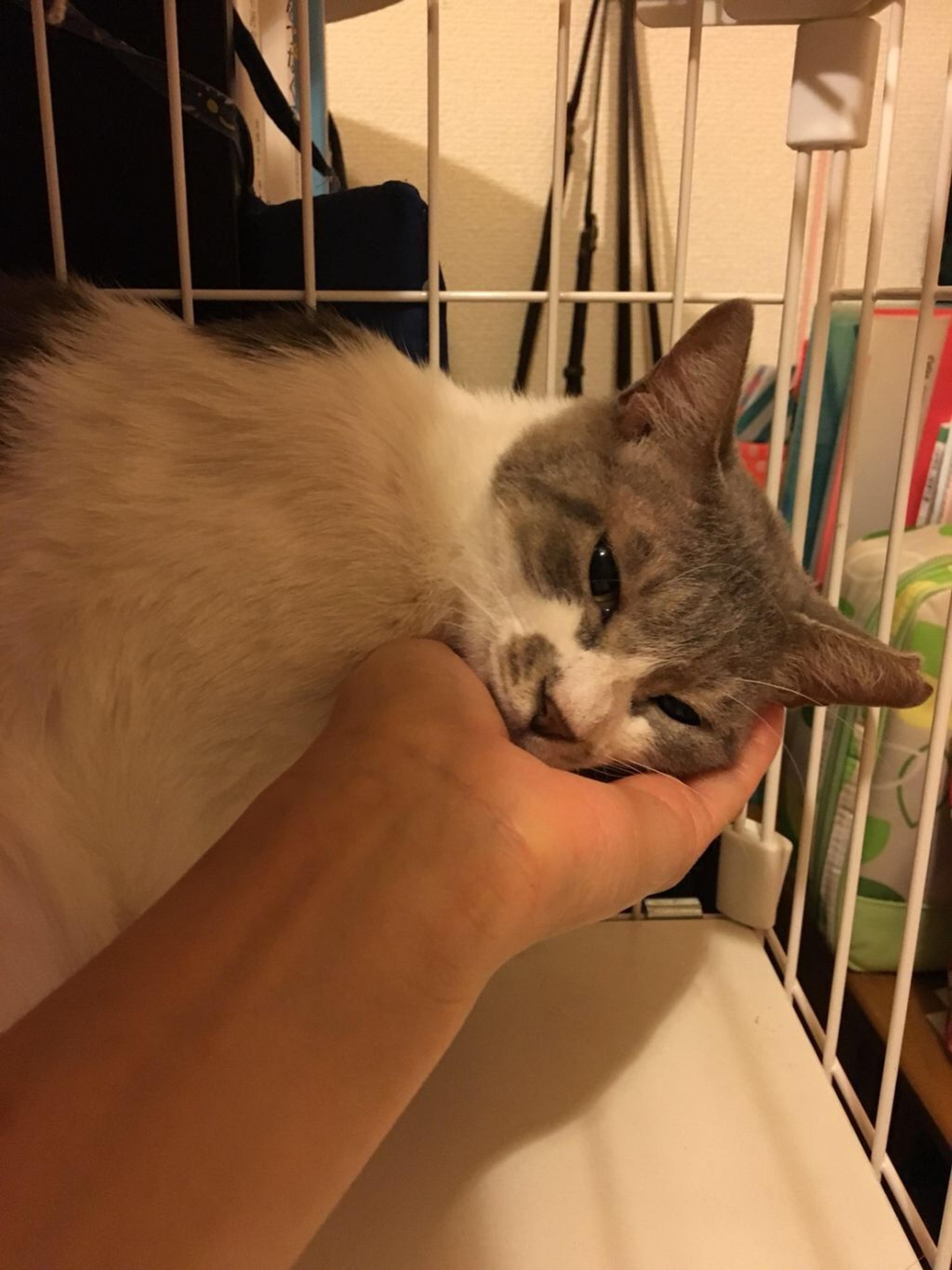 pet-image-4