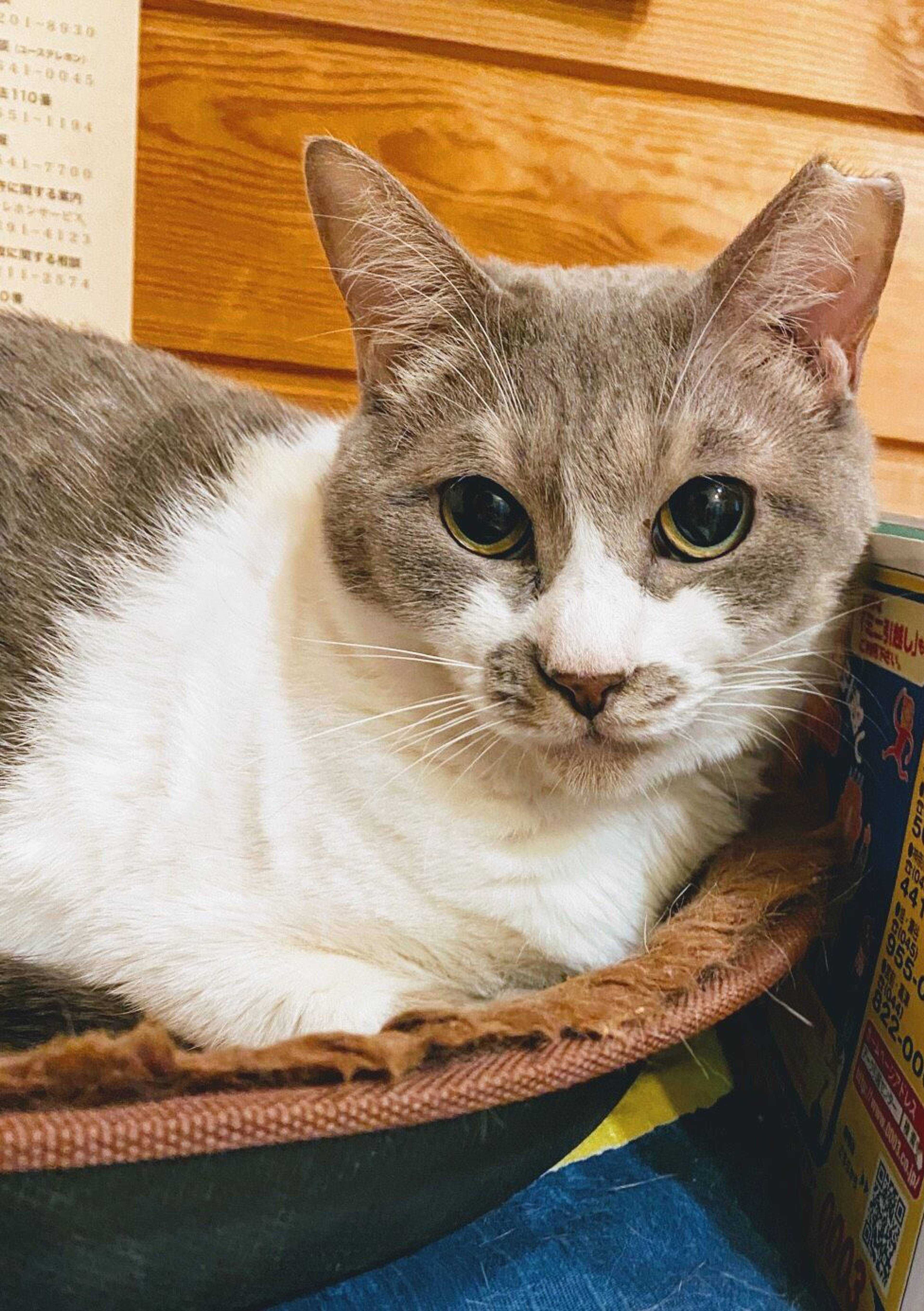 雑種（ミックス猫）・メスの里親募集の写真