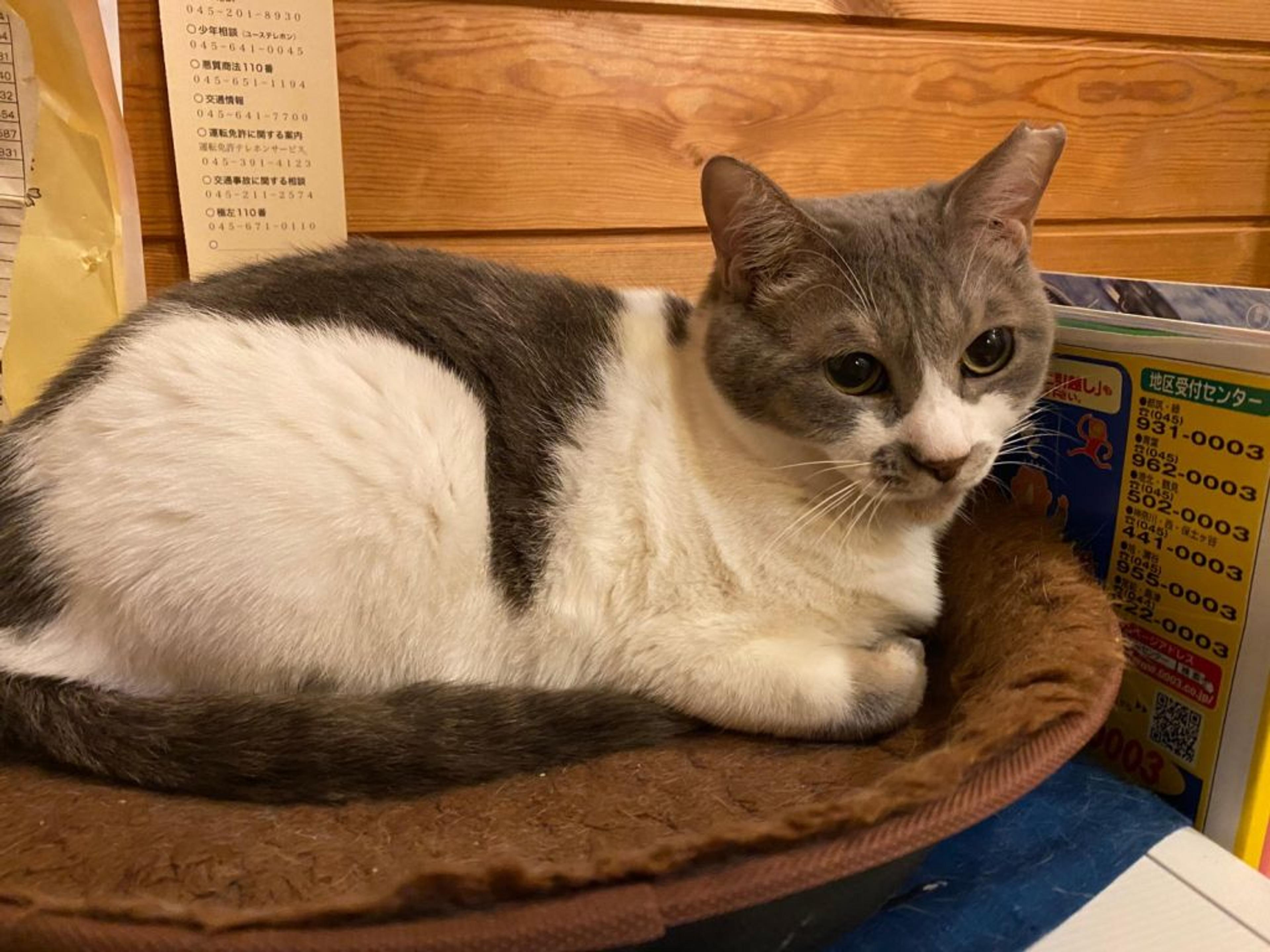pet-image-3