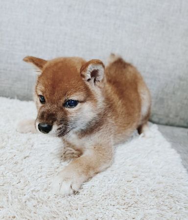バターの写真