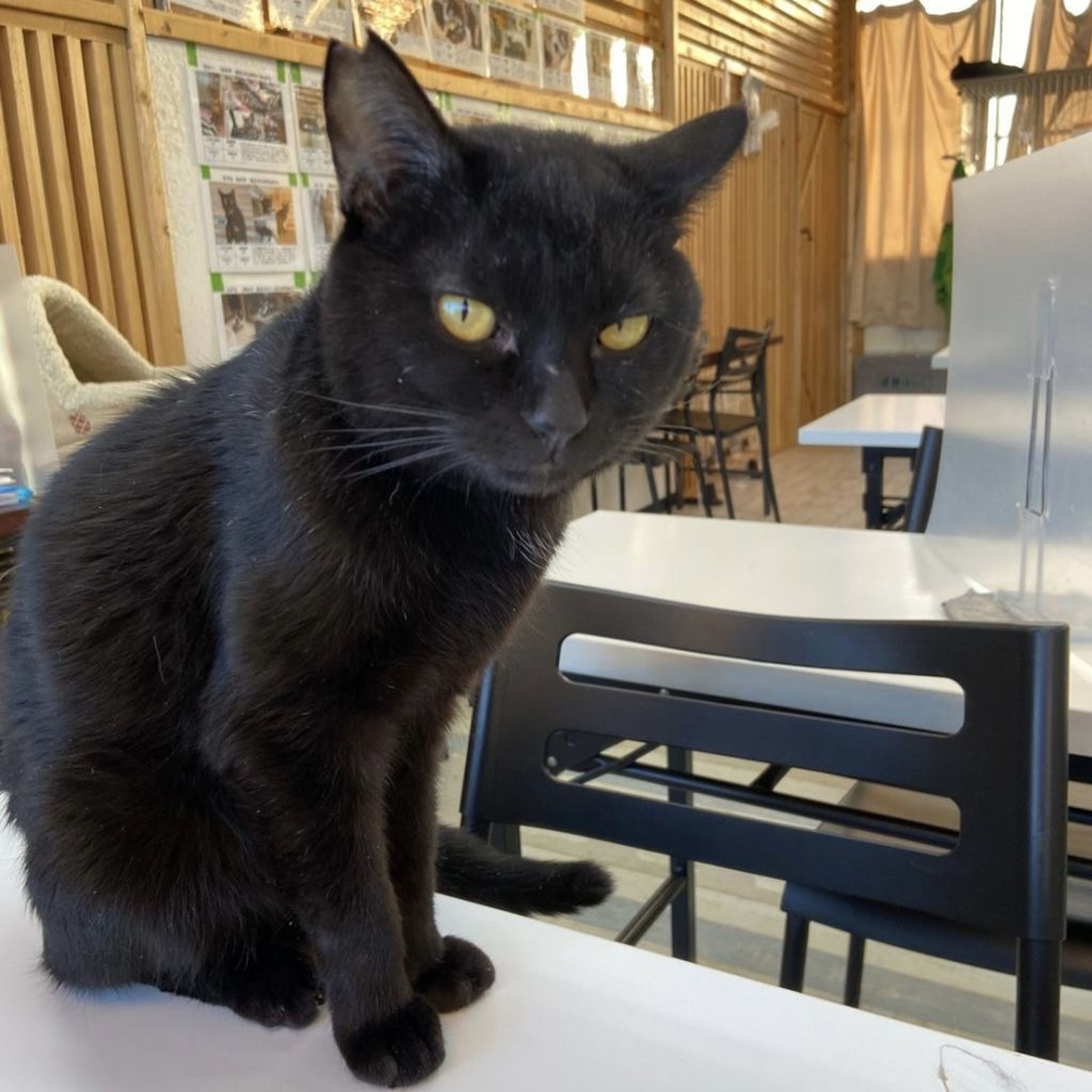雑種（ミックス猫）・オスの里親募集の写真