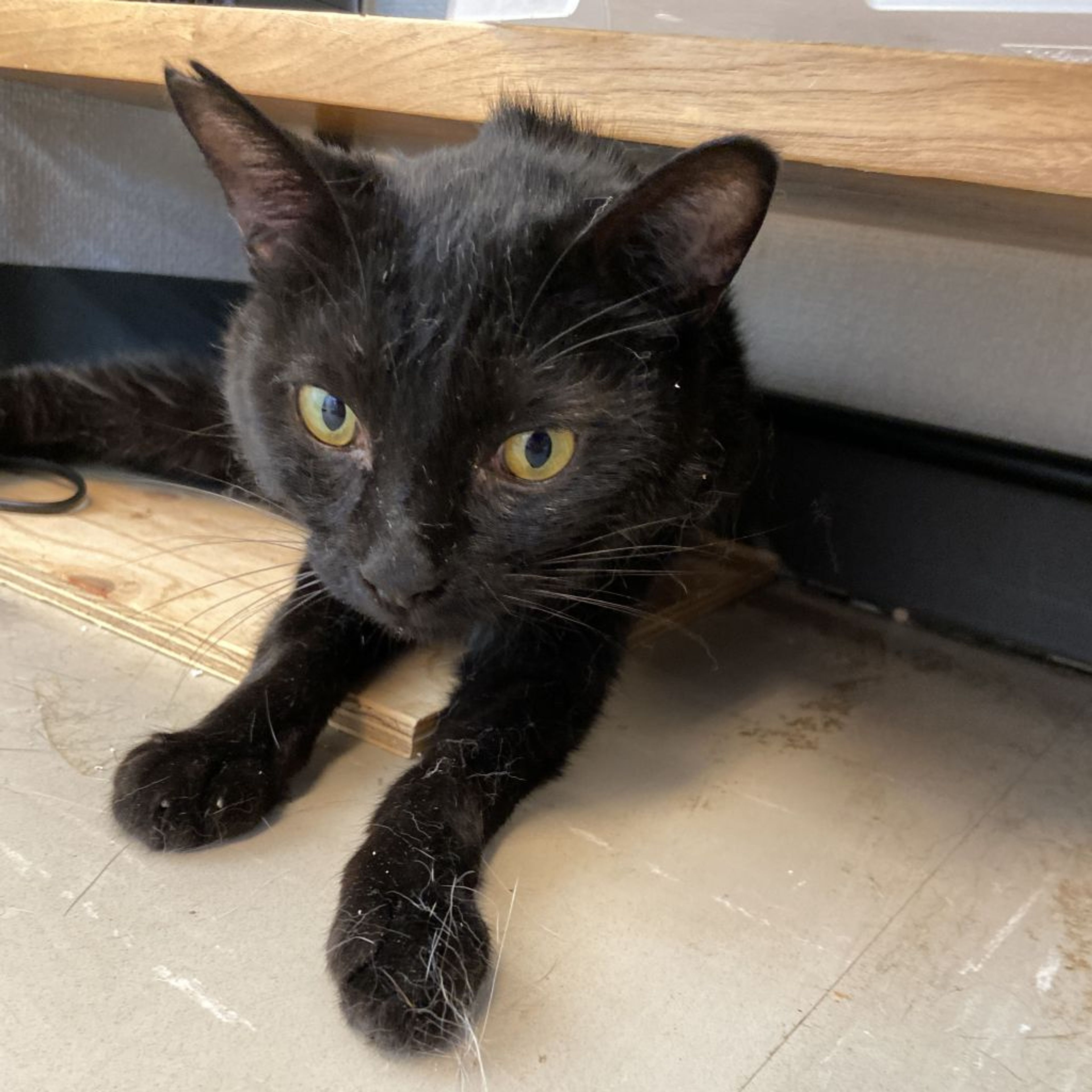 pet-image-2