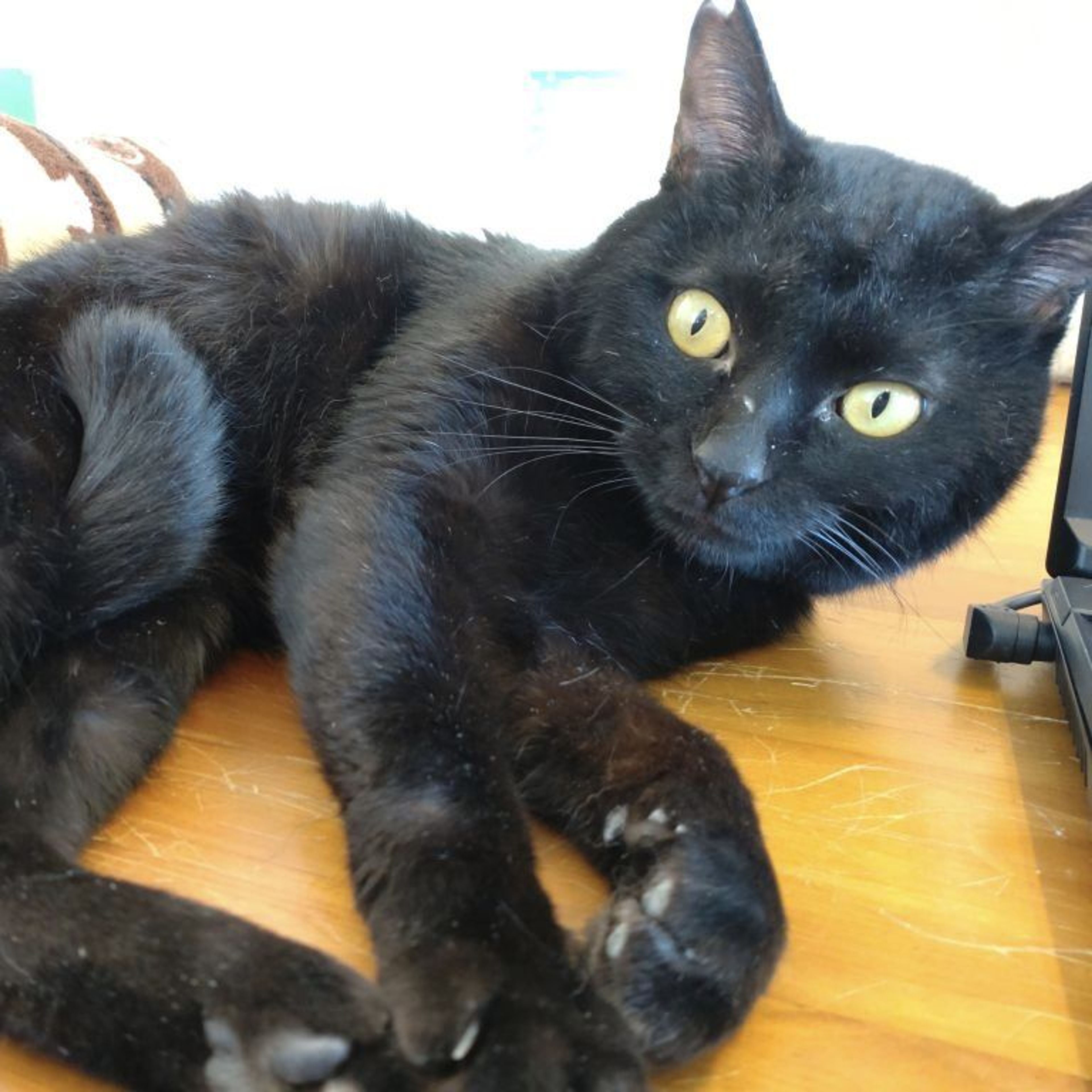 pet-image-5