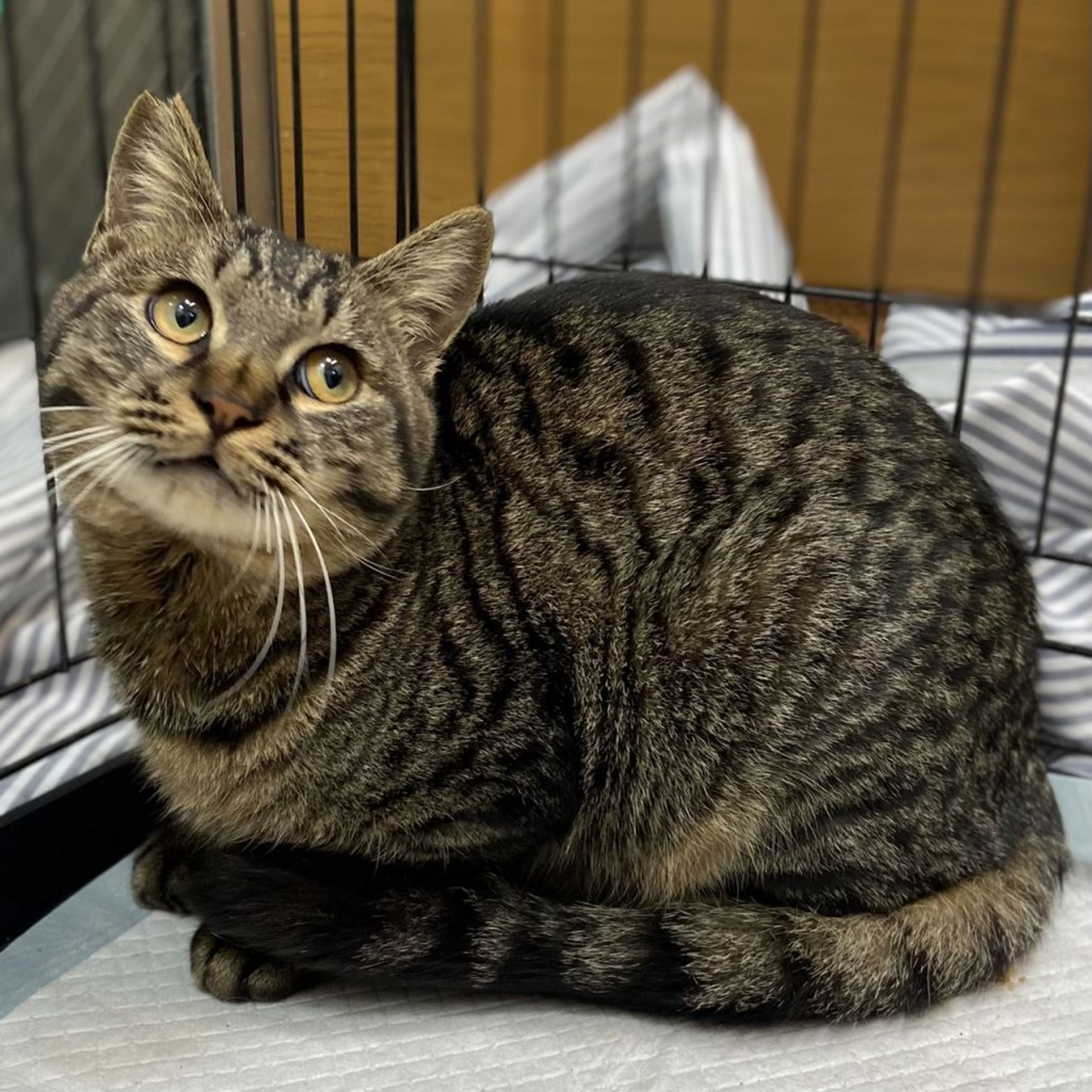 雑種（ミックス猫）・オスの里親募集の写真