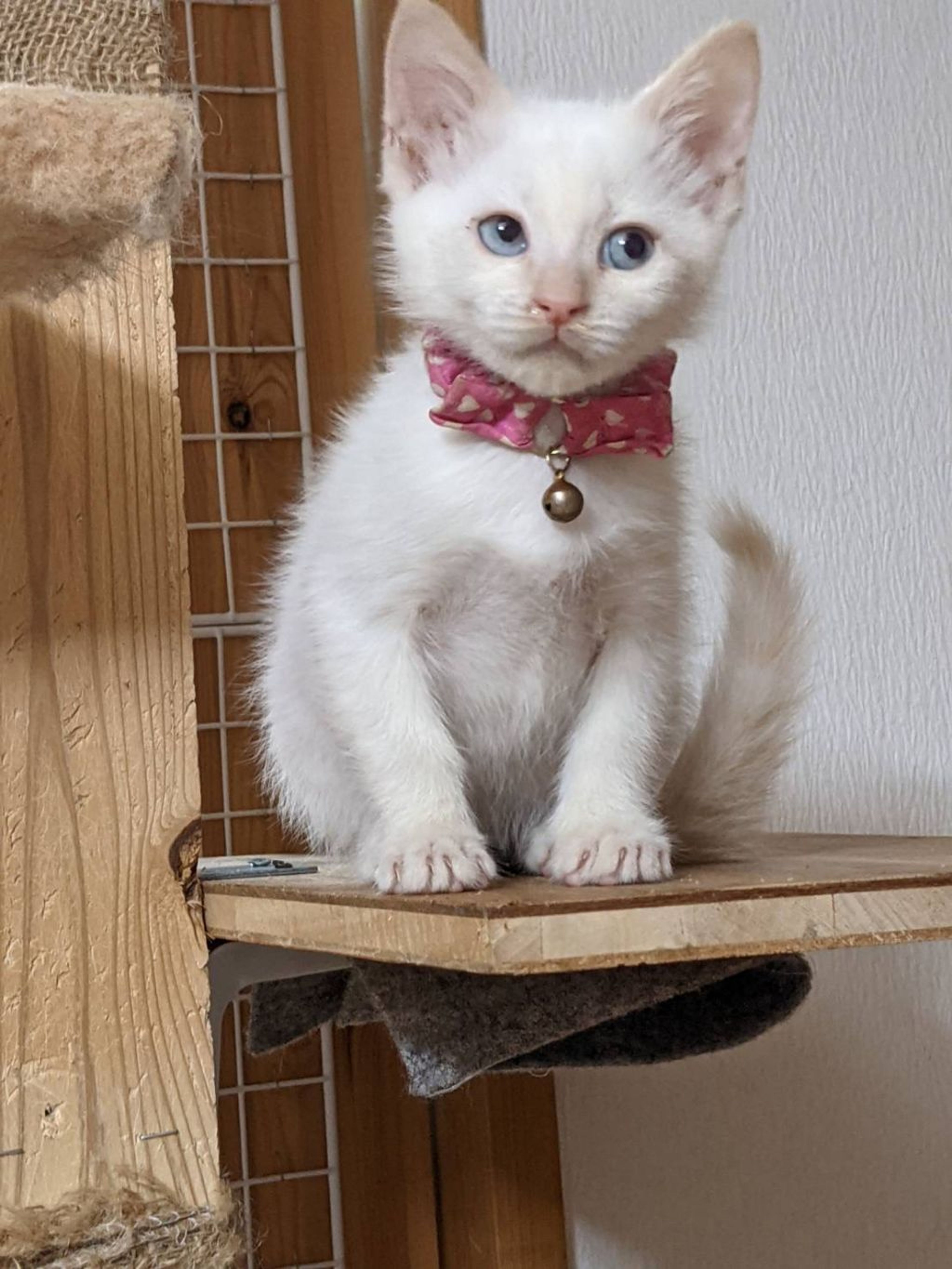 雑種（ミックス猫）・オスの里親募集の写真