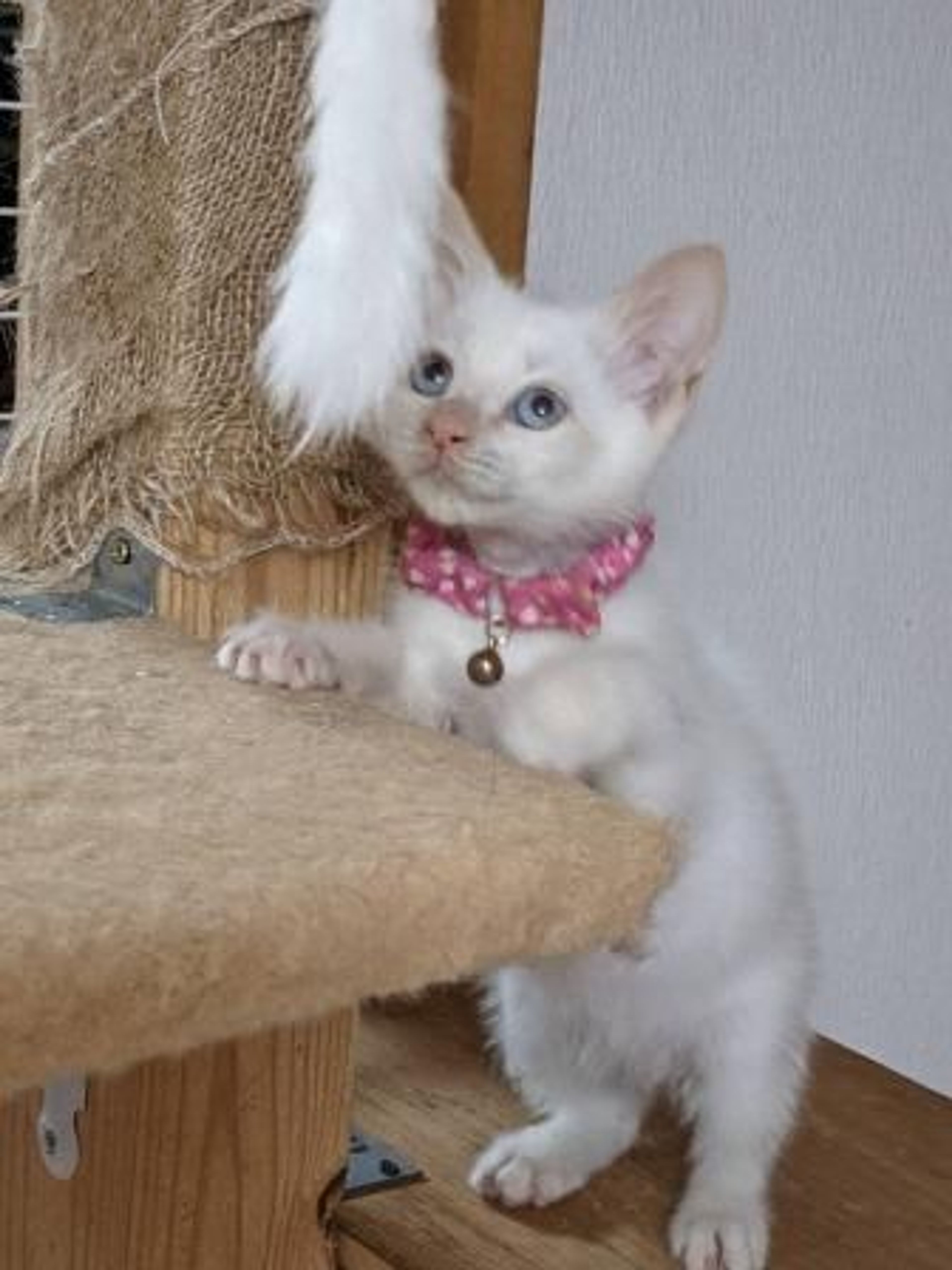 pet-image-4
