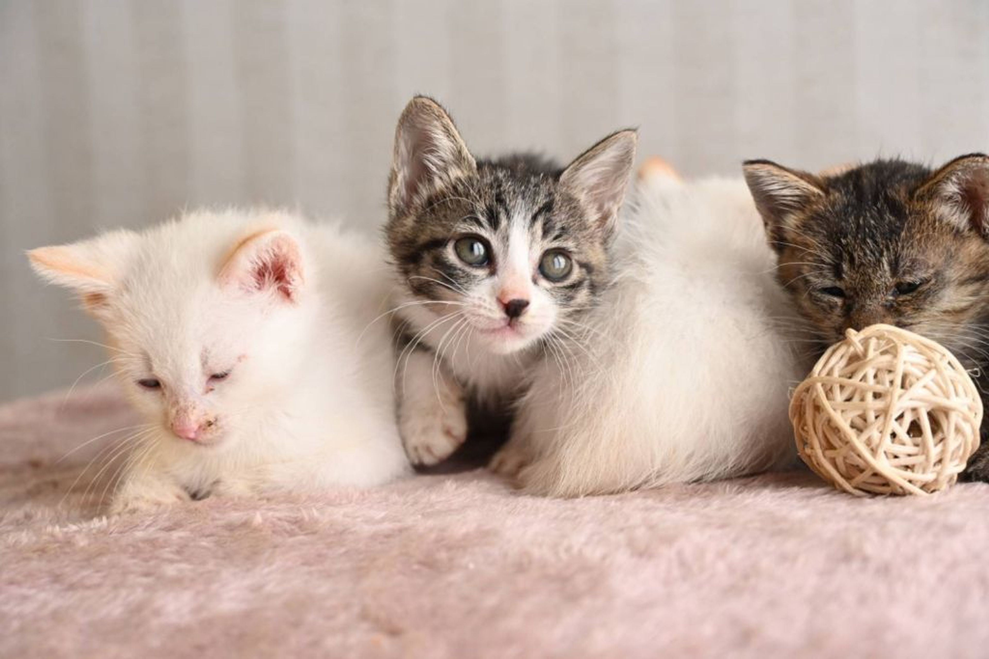 pet-image-5