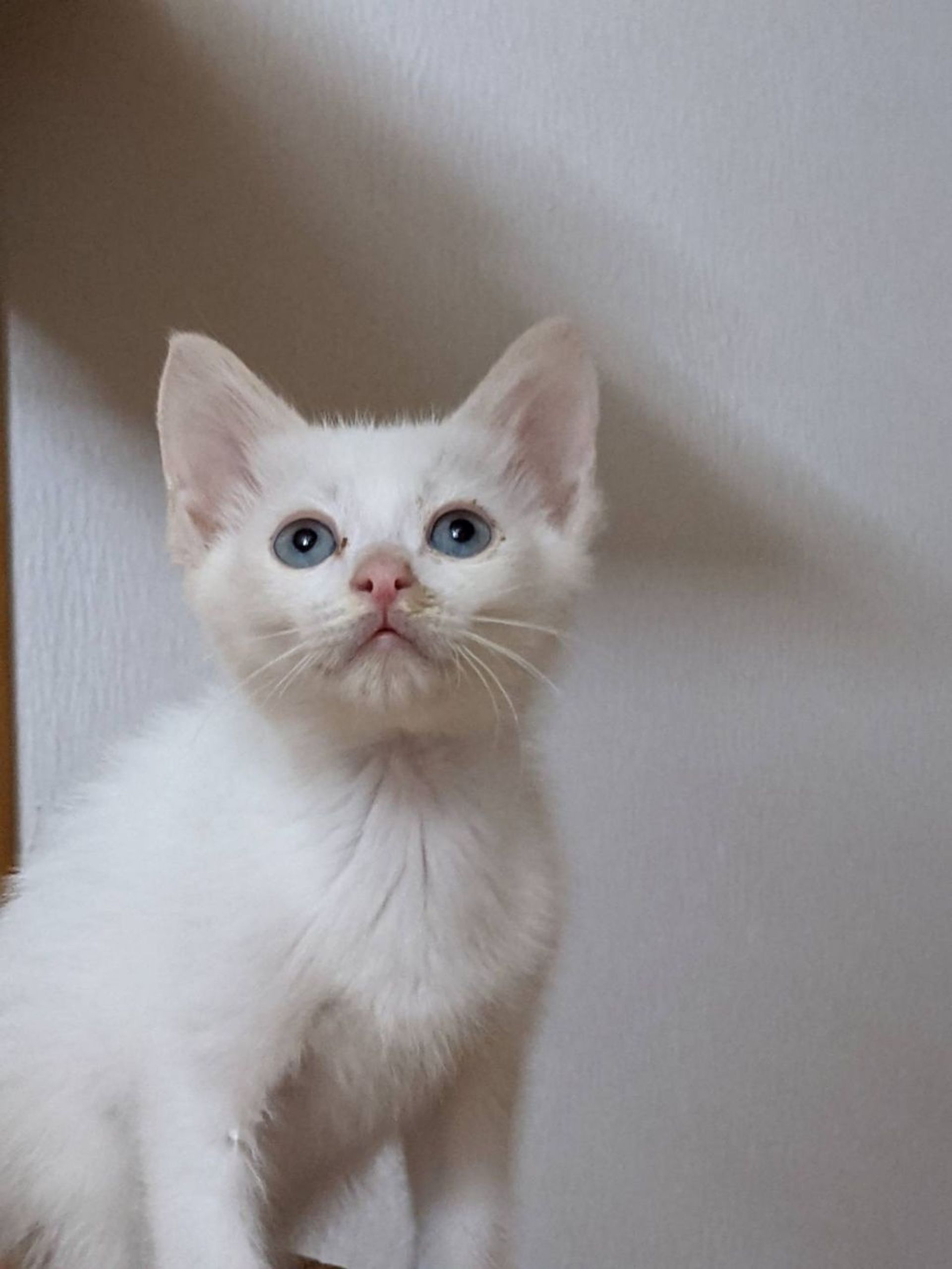 雑種（ミックス猫）・オスの里親募集の写真