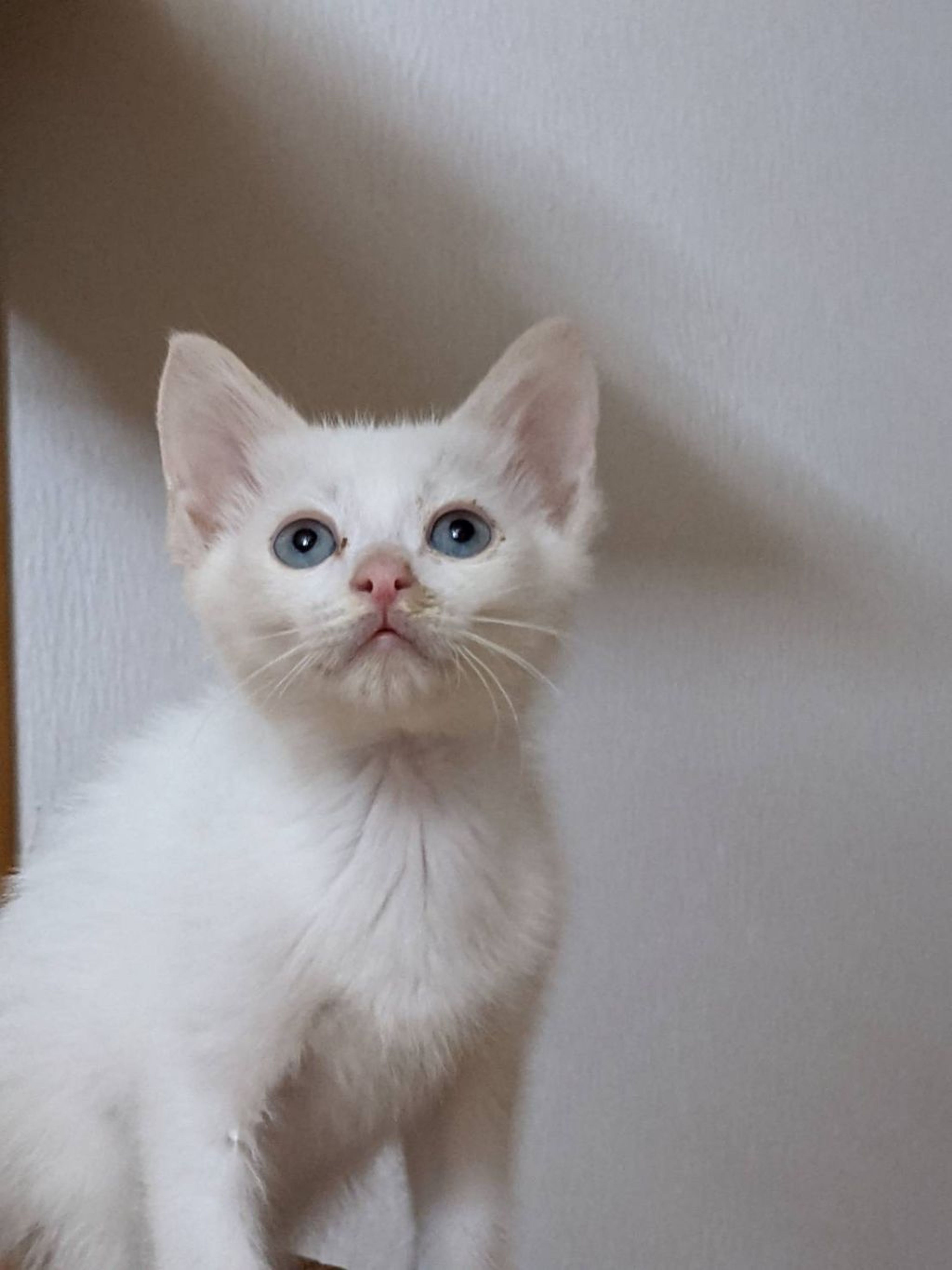 雑種（ミックス猫）・オスの里親募集の写真