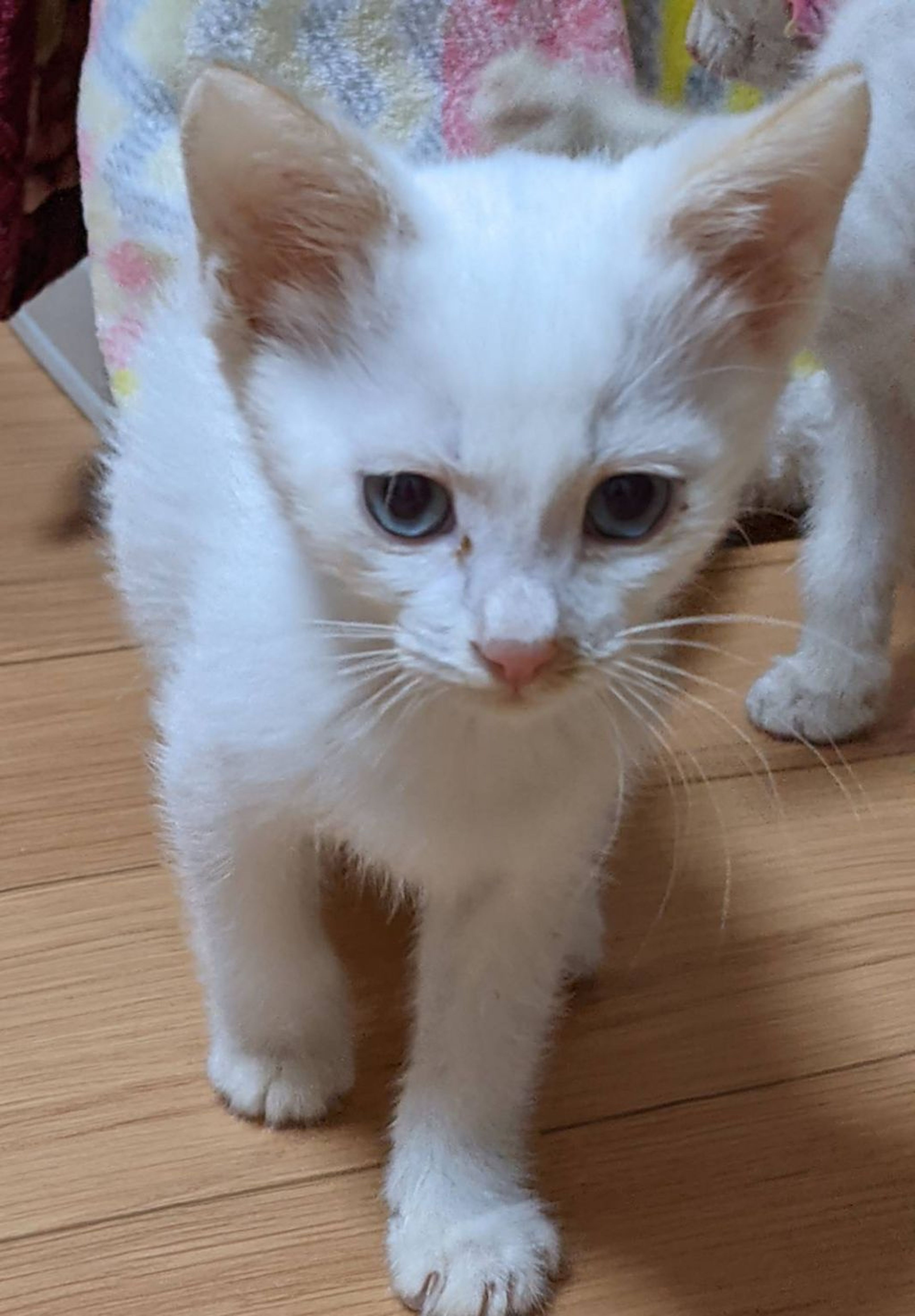 pet-image-4