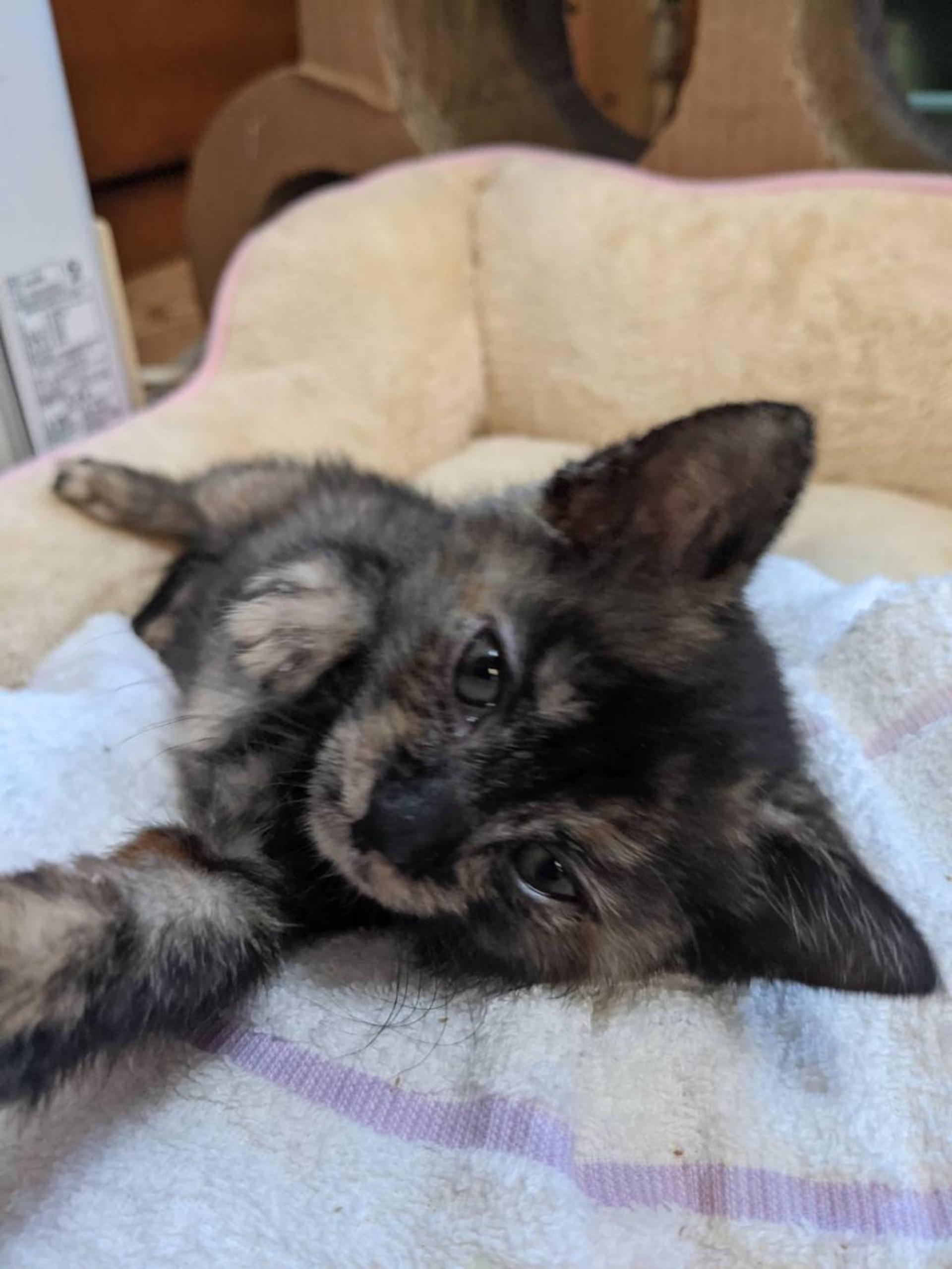 pet-image-4