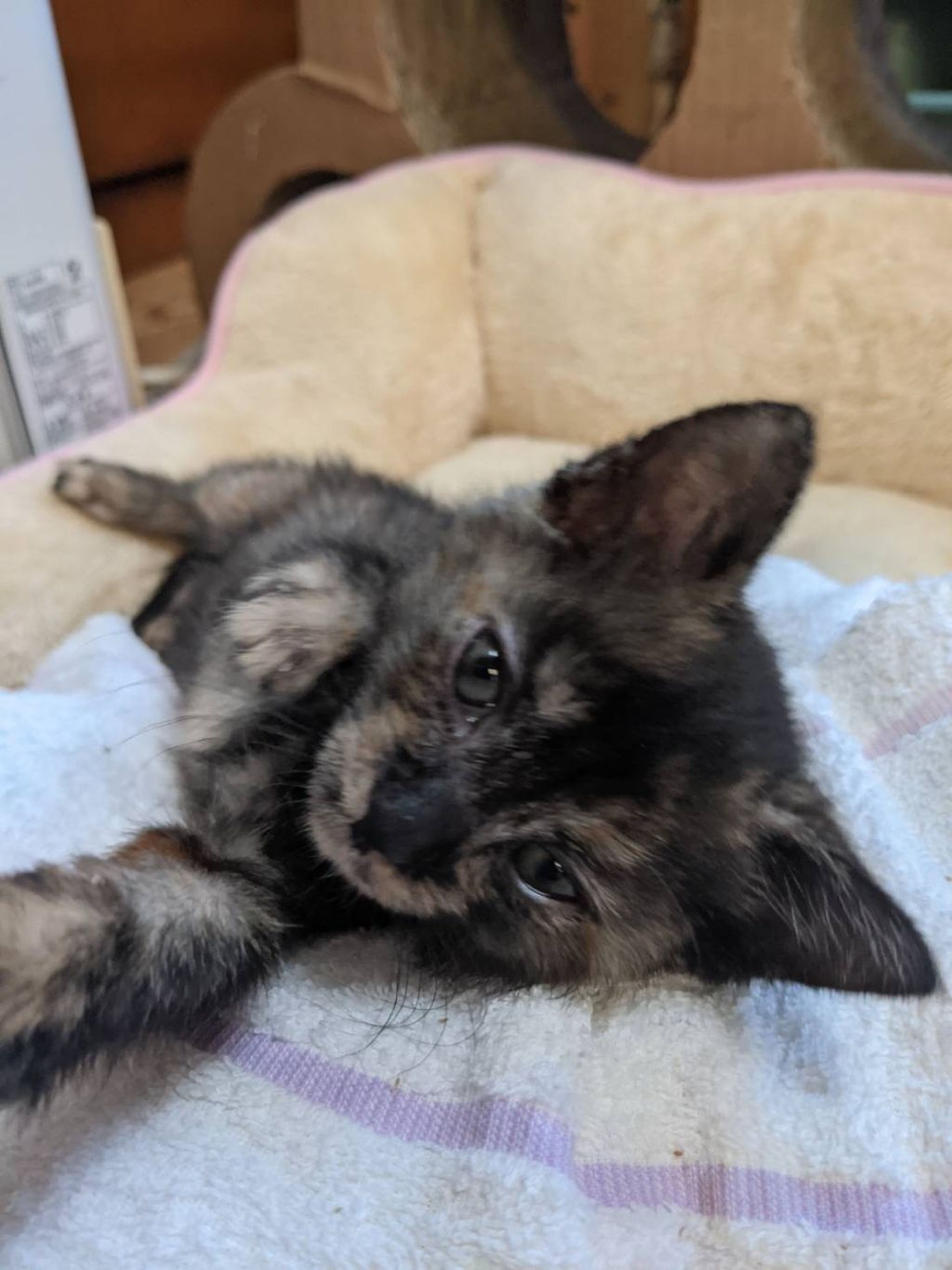 pet-image-4