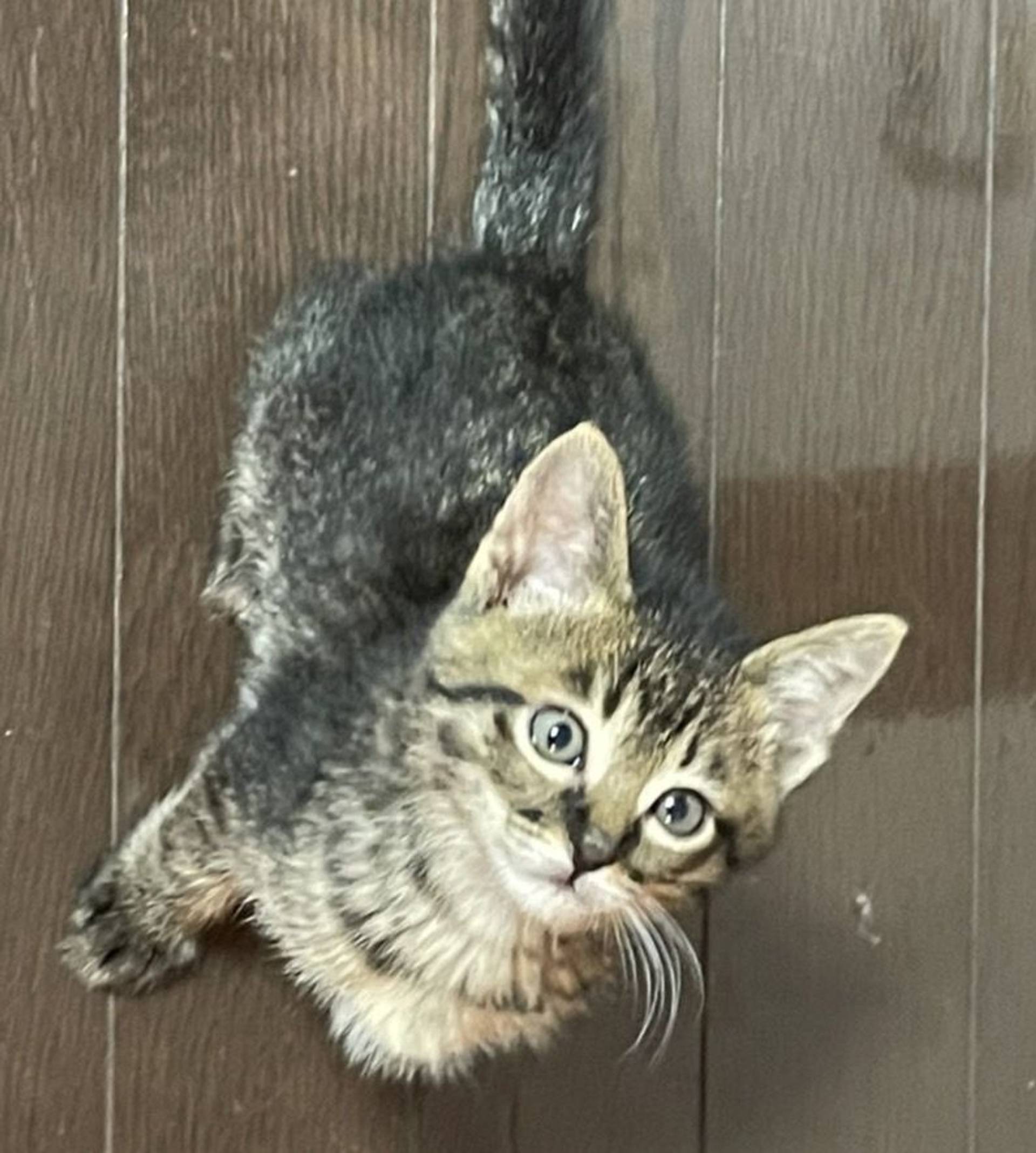 雑種（ミックス猫）・オスの里親募集の写真