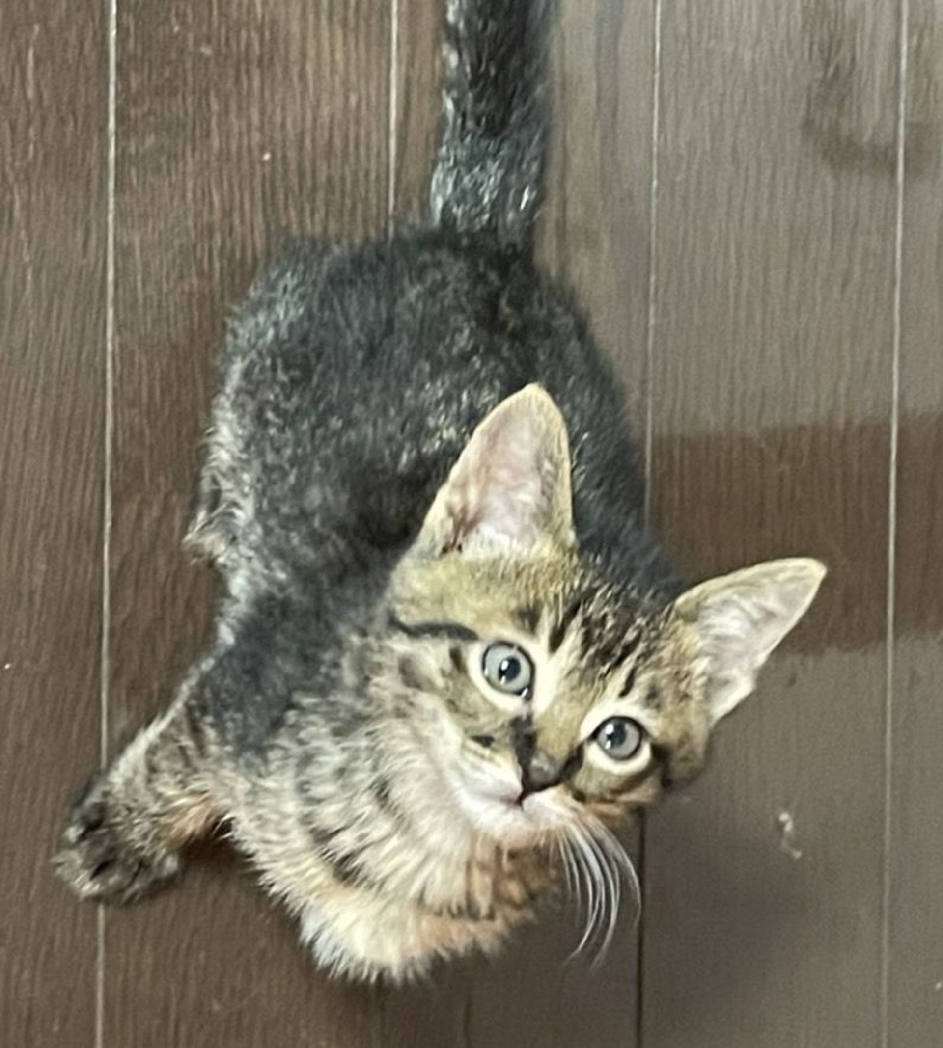 雑種（ミックス猫）・オスの里親募集の写真