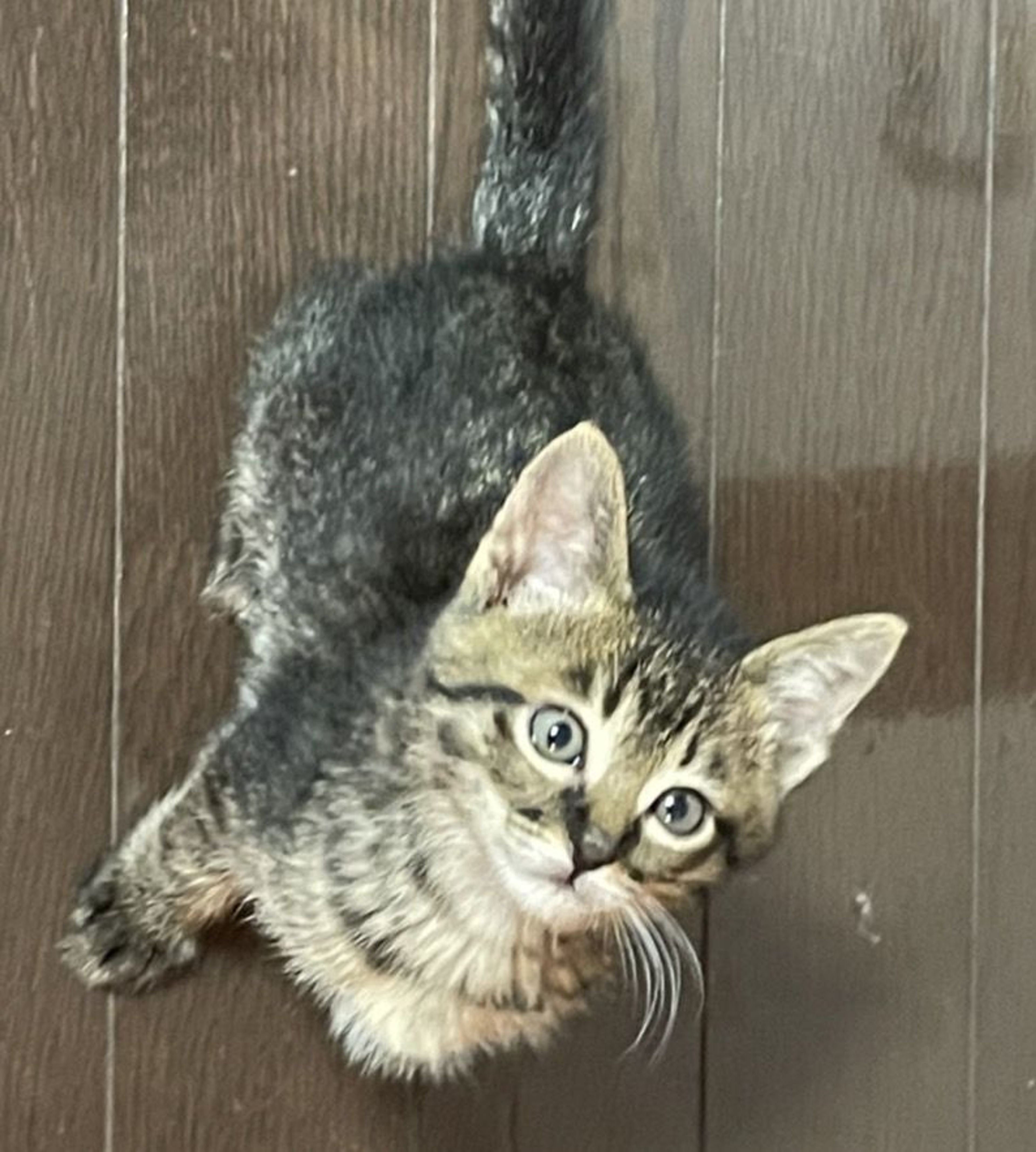 雑種（ミックス猫）・オスの里親募集の写真