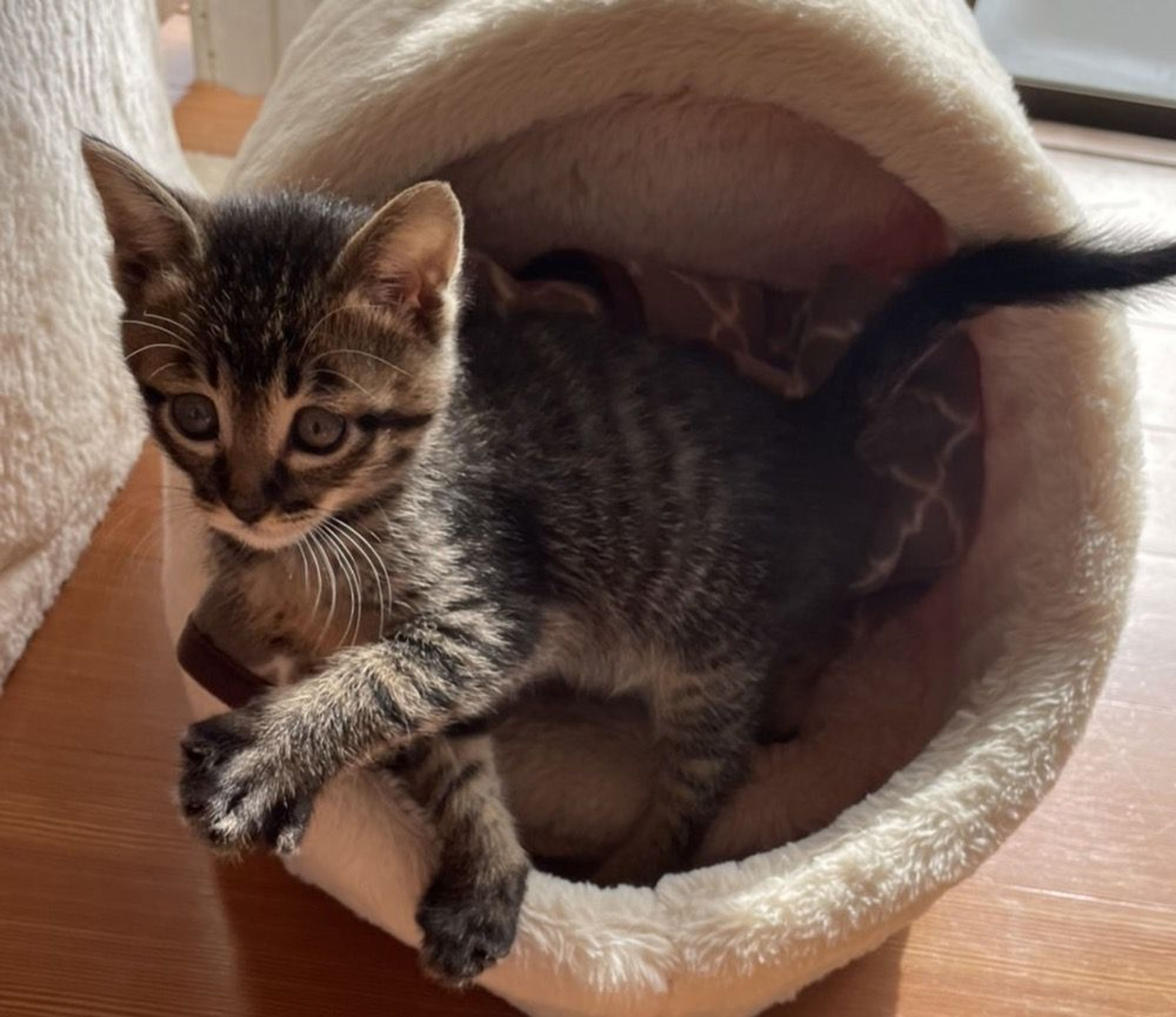 pet-image-3