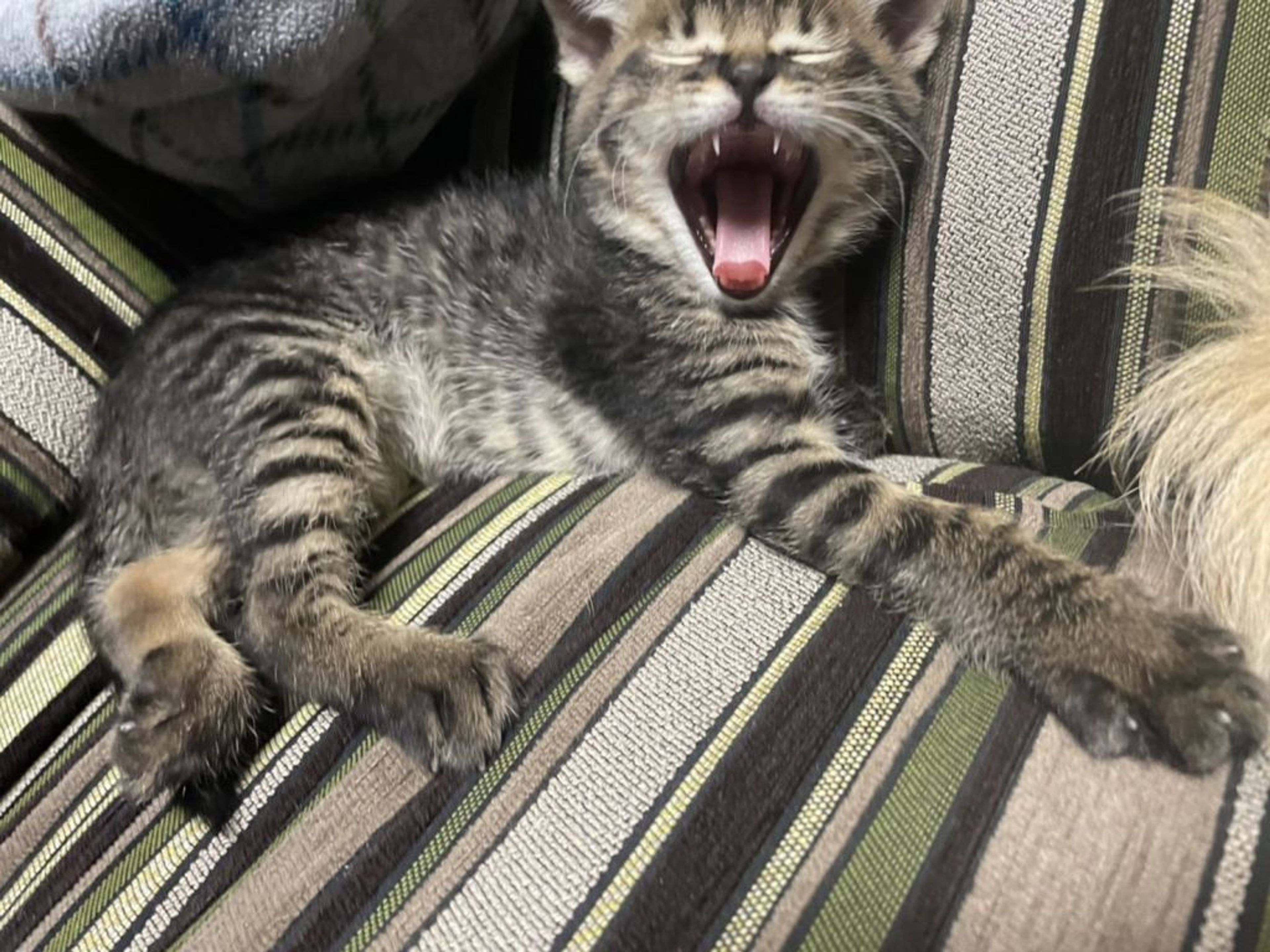pet-image-4